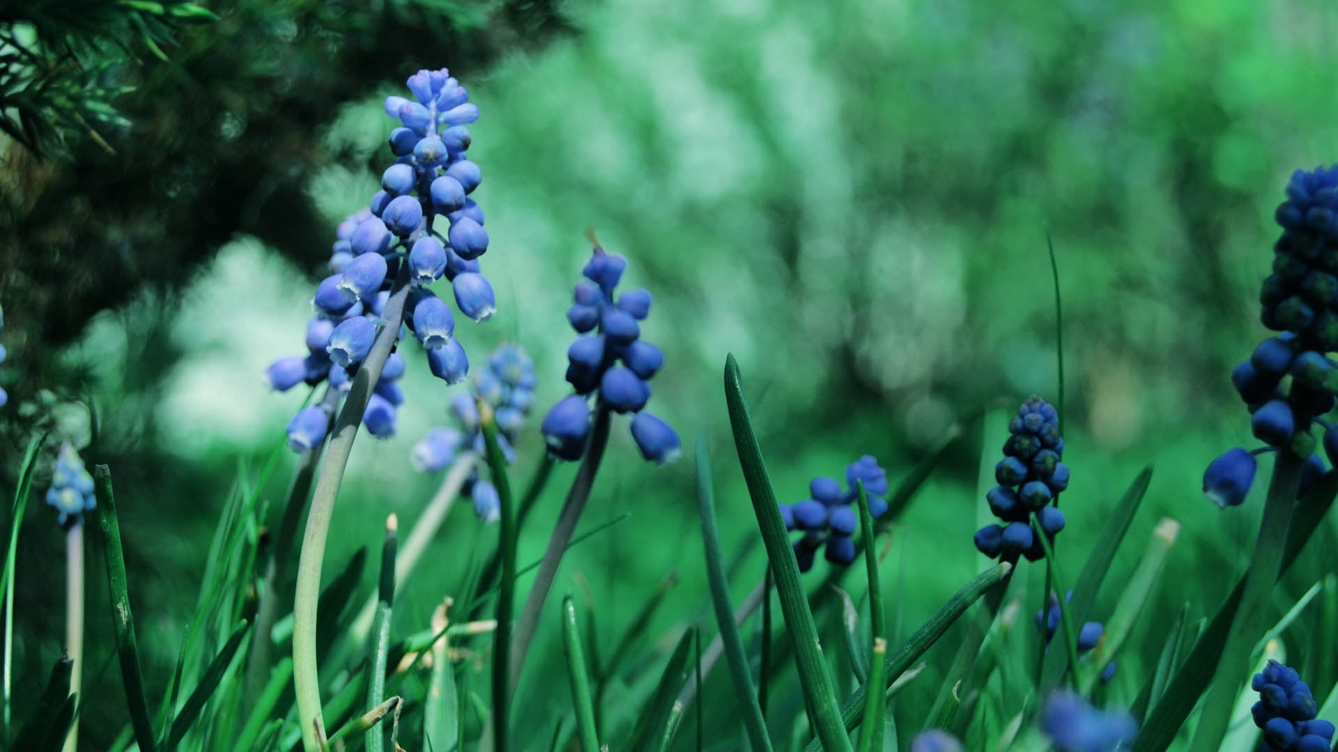 beauty in nature, vulnerability, growth, purple, hyacinth, selective focus, petals, field, nature, close-up, lavender, dew, green color, grass, 1080P, HD Wallpaper