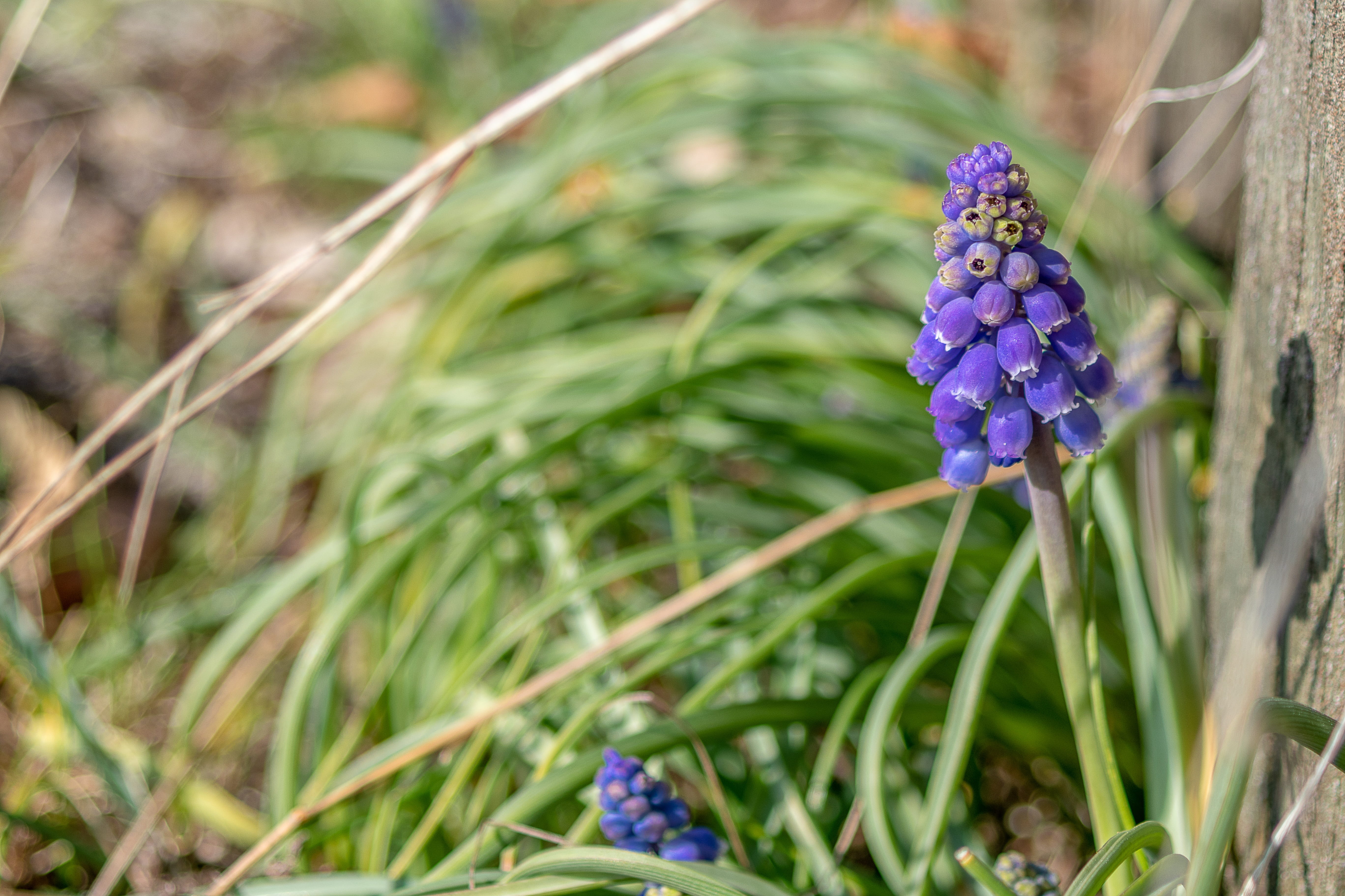 green color, blue, wall, muscari armeniacum, field, plant, focus on foreground, beauty in nature, bunch of flowers, flower head, grape hyacinth, grass, HD Wallpaper