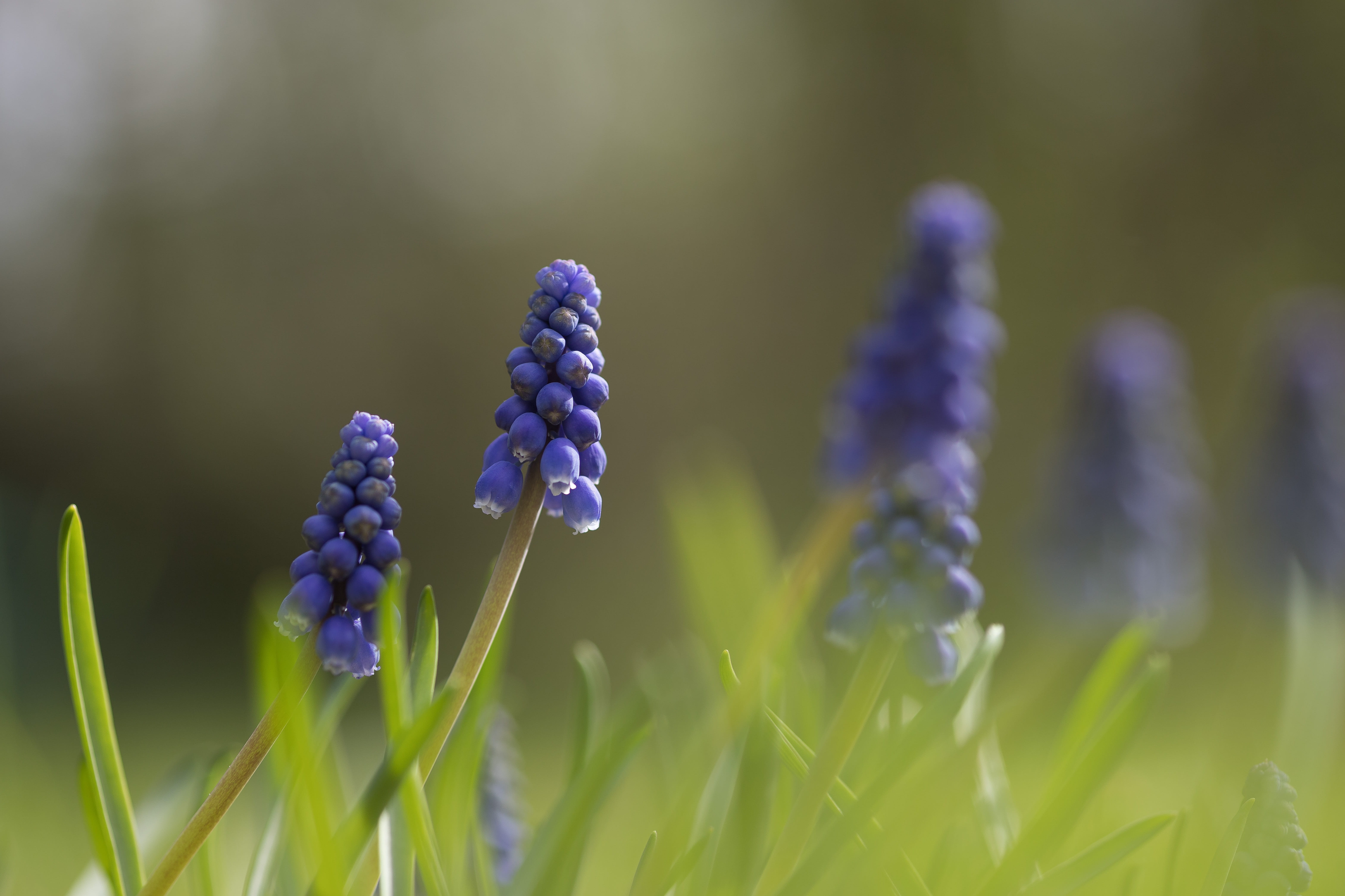 spring, floral, grass, vulnerability, nature, natural, freshness, gardening, blooming, growth, no people, field, fragility, leaf, 5K, day, flower head, HD Wallpaper