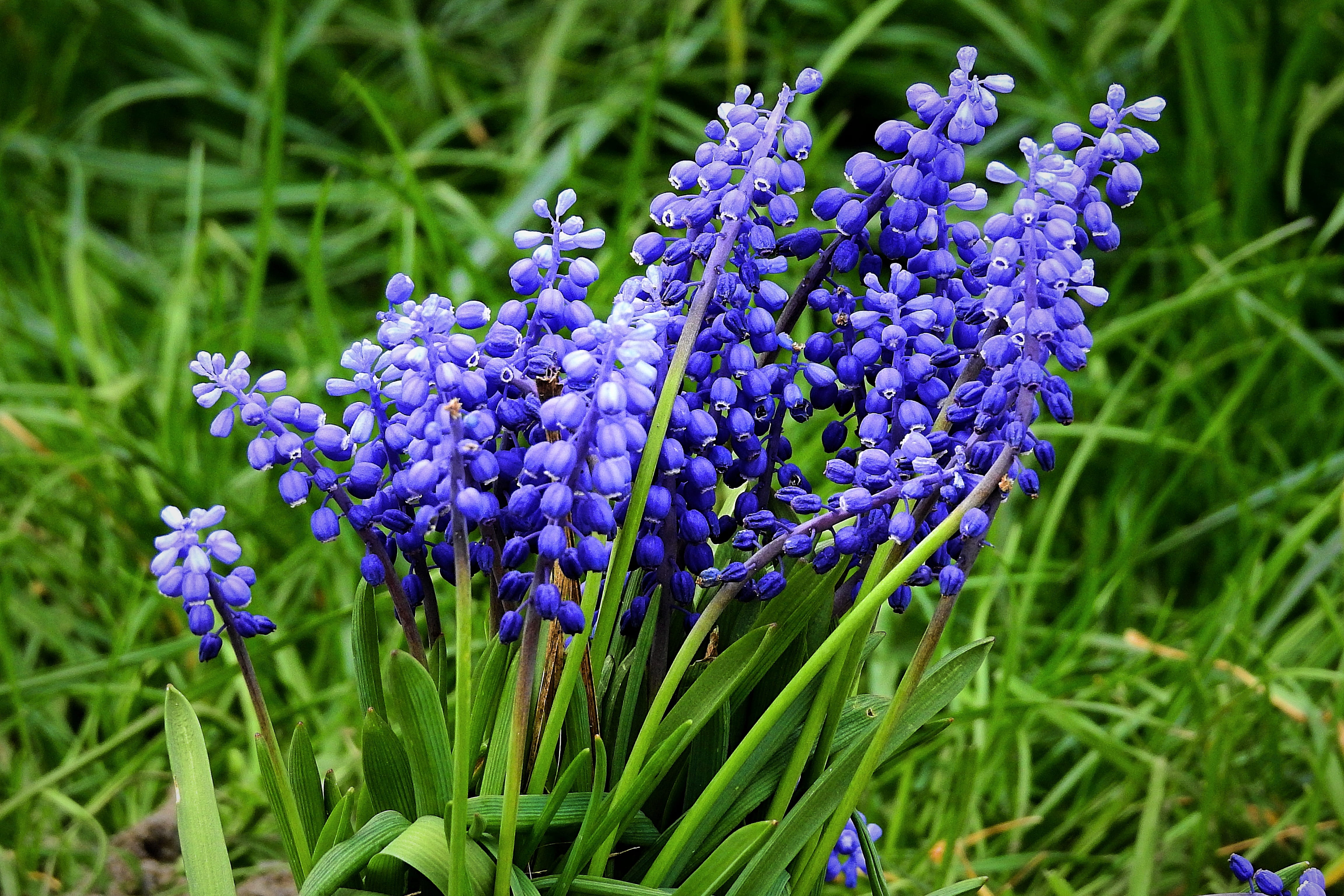 flowers, beauty in nature, flower head, nature, garden, plant, growth, flowering plant, freshness, petal, green color, inflorescence, purple, hyacinth, HD Wallpaper