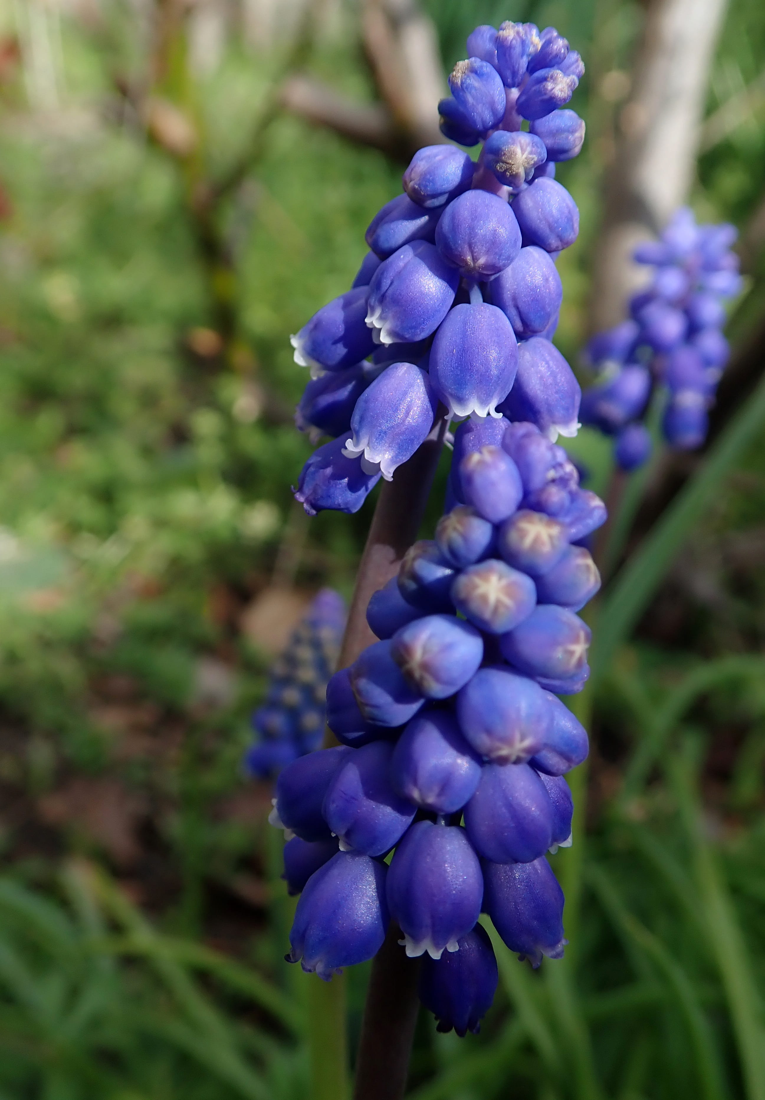bunch of flowers, no people, fragility, flower head, grape hyacinth, springtime, flowers, plant, flower, inflorescence, freshness, garden nature, purple, Phone HD Wallpaper