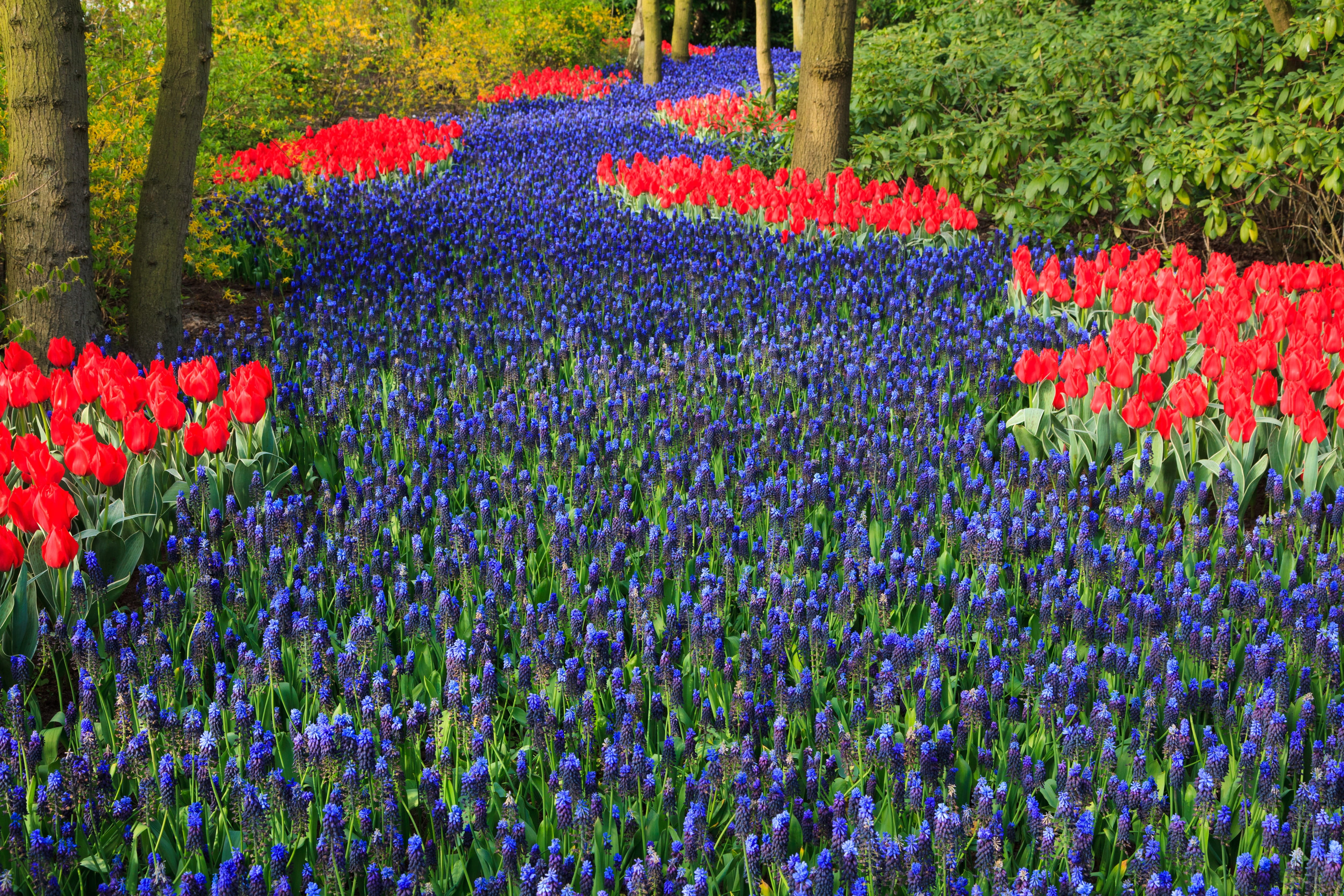 ornamental garden, holland, vulnerability, plant, blue, dutch, Bloom, lavender, flowers, summer, flower, day, nature, land, hyacinth, Tulip, bed, red, flower Head, HD Wallpaper