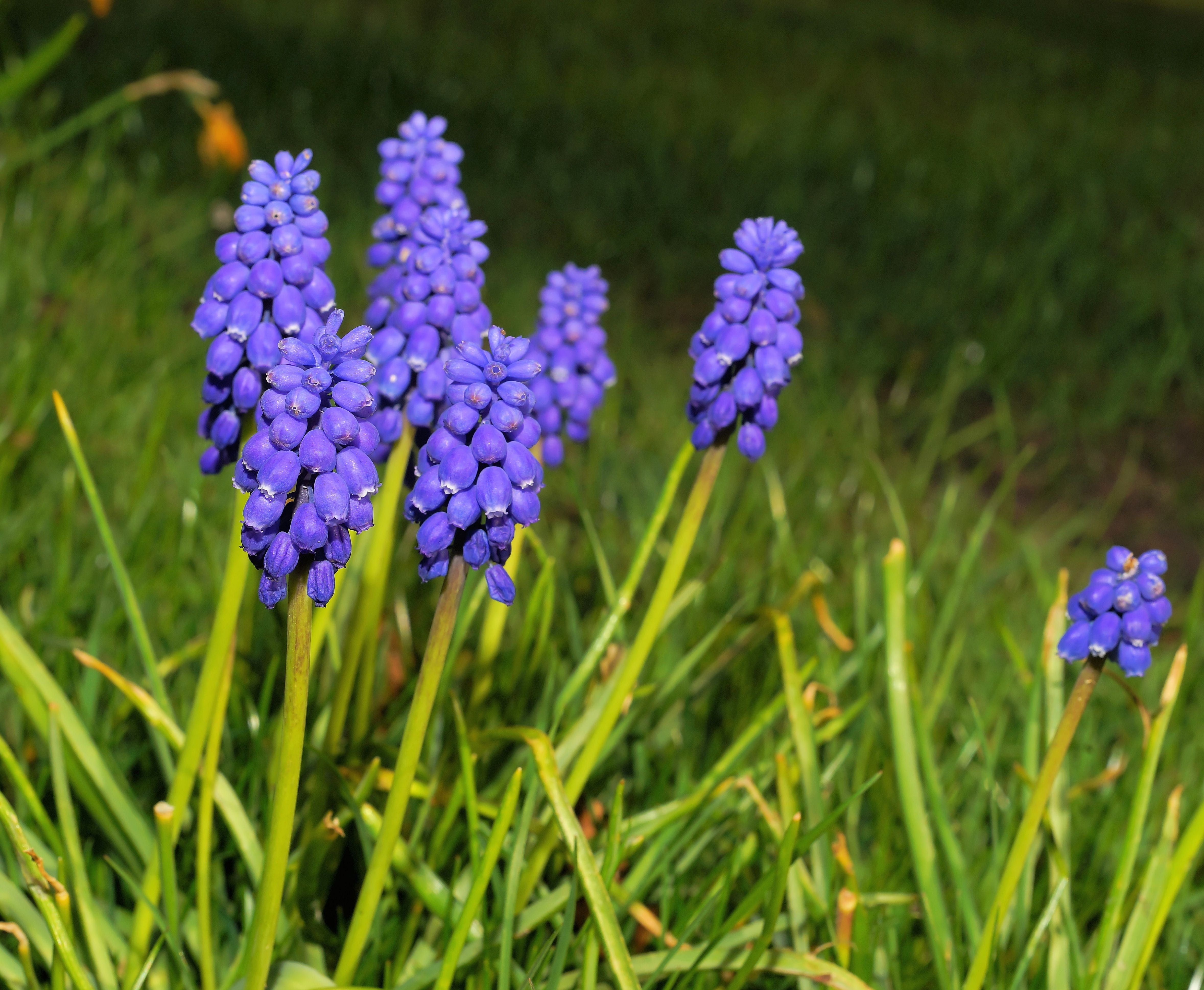 springtime, flower head, nature, 4K, green color, grass, inflorescence, close-up, field, fragility, flower, bloom, selective focus, growth, flowering plant, HD Wallpaper