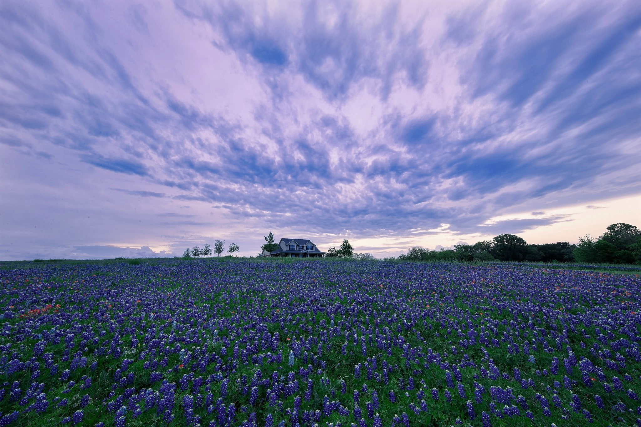 hyacinth, purple, house, 1080P, flower, field, HD Wallpaper