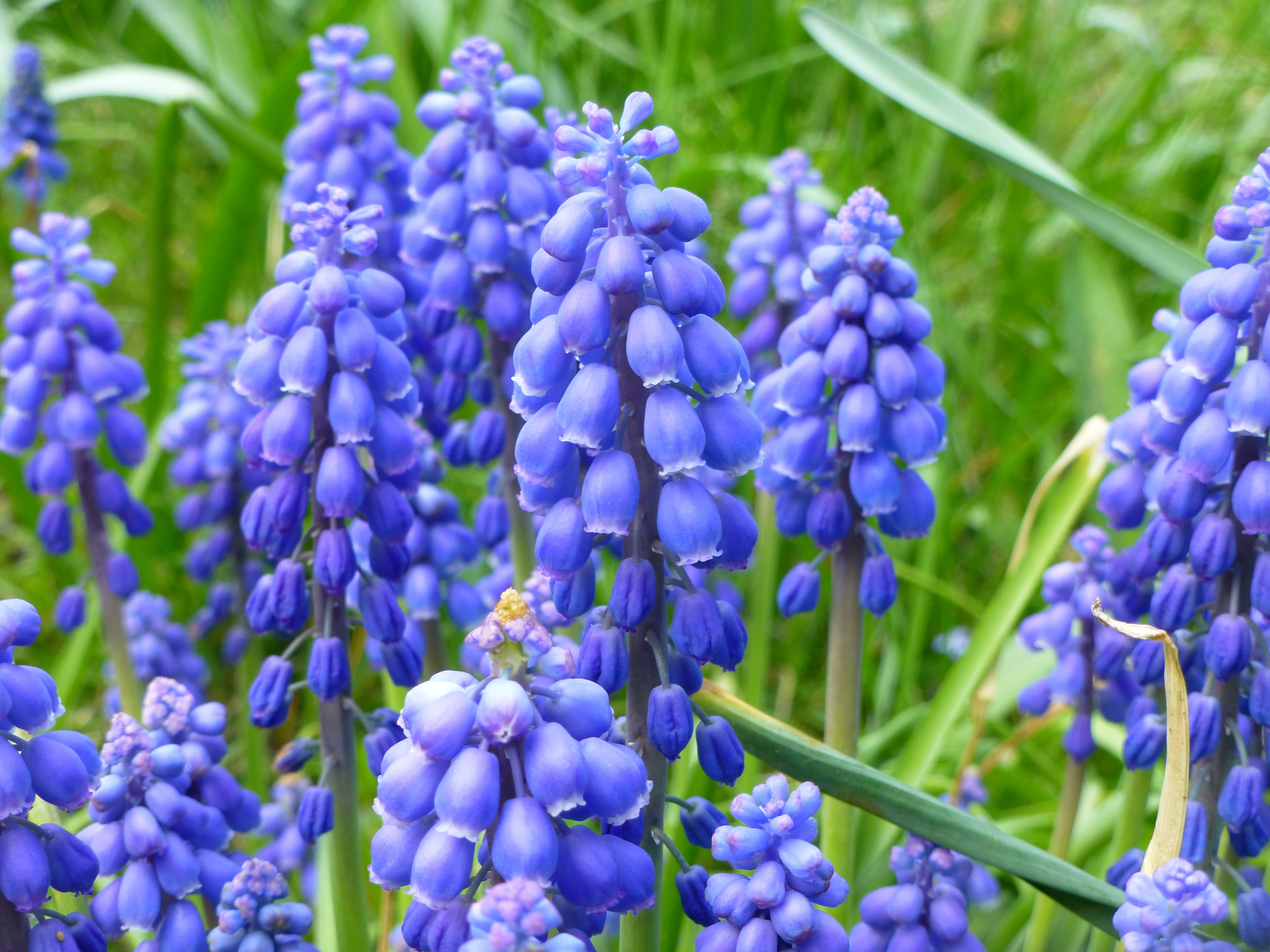 floral, close-up, field, day, plant, blue, alive, purple, vulnerability, lawn, beauty in nature, green color, season, color, blooming, fragility, spring, HD Wallpaper
