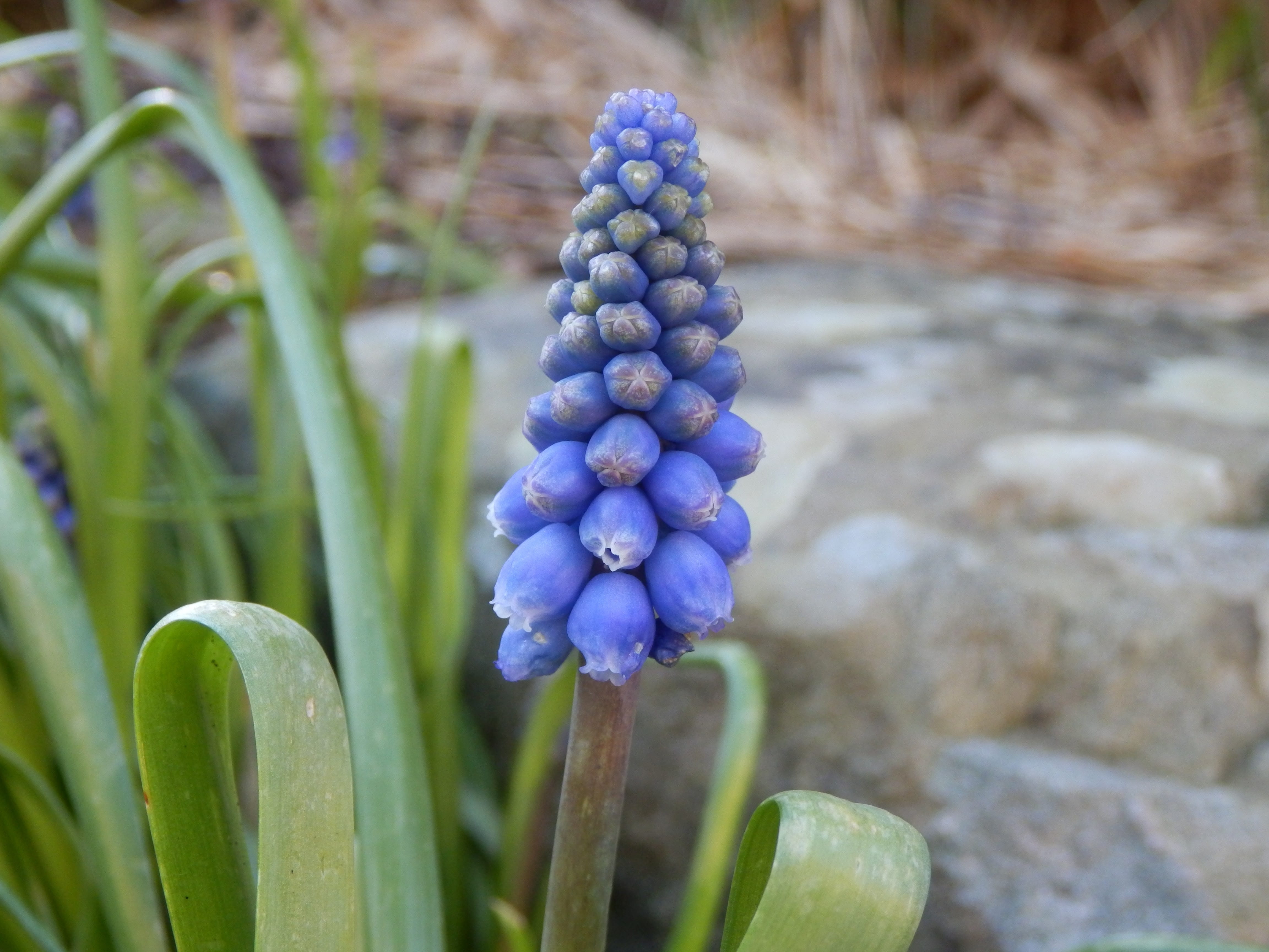 plant, focus on foreground, plantation, fruit, growth, hyacinth, land, freshness, purple, flower, field, food and drink, close-up, food, 4K, green color, HD Wallpaper