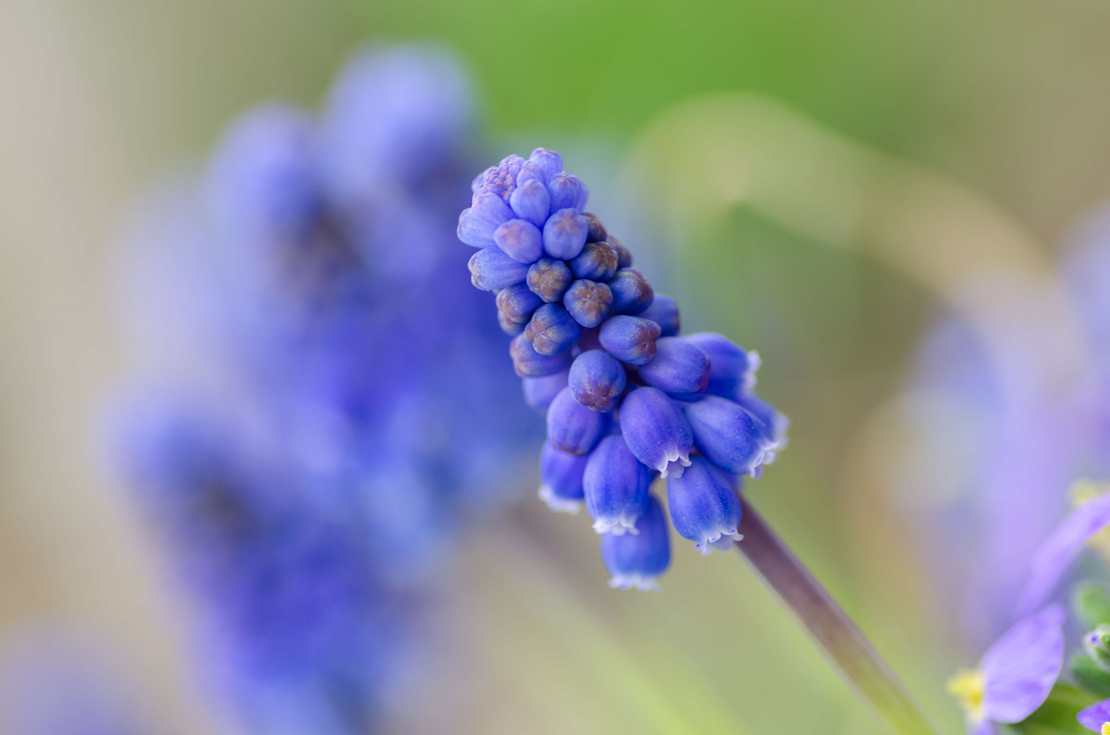 grape hyacinth, fragility, flora, close up, nature, day, beautiful, focus, pretty, blooming, fruit, close-up, freshness, focus on foreground, blue, growth, HD Wallpaper