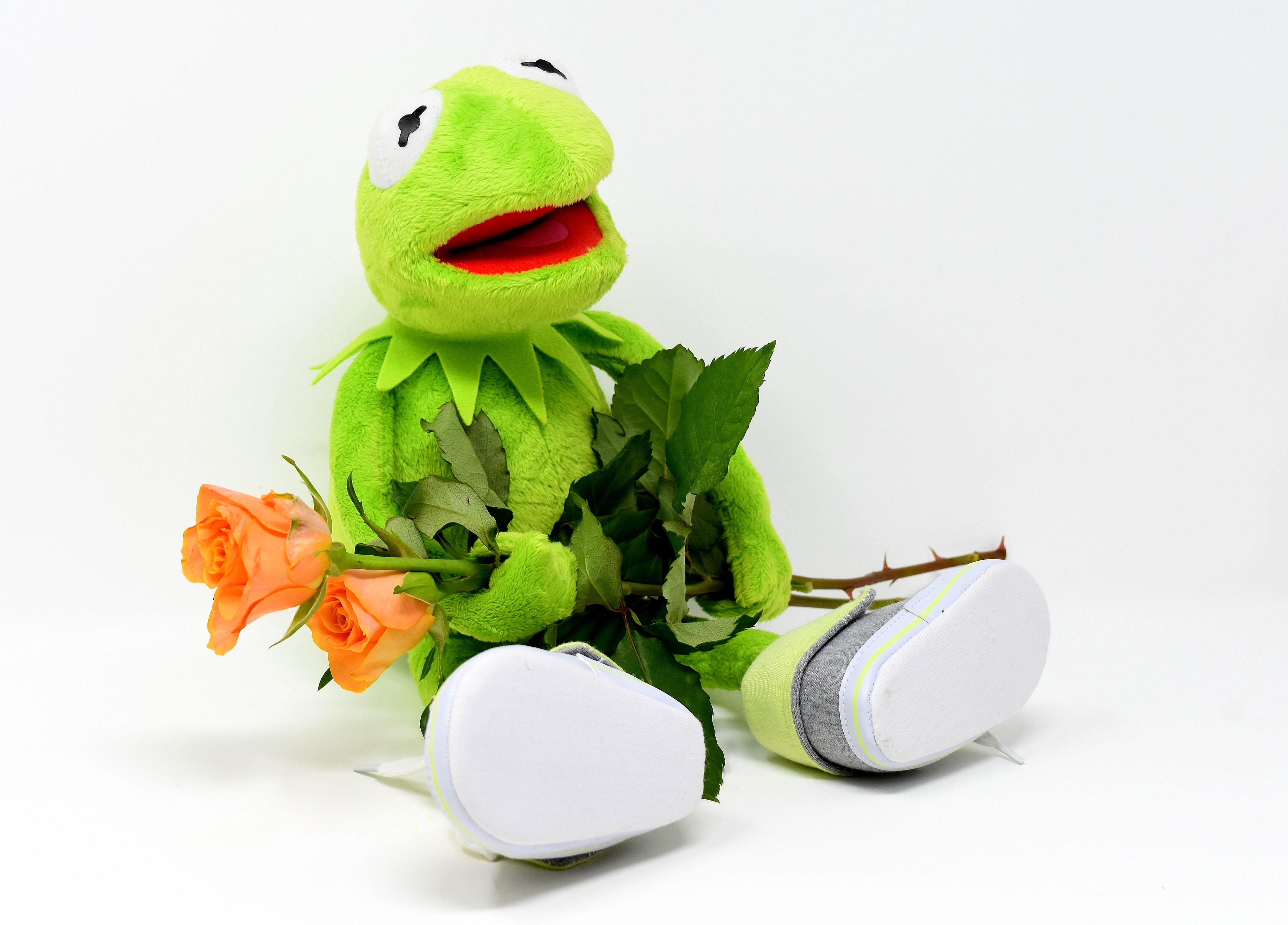 nature, close-up, animal, celebration, representation, hermit, get well soon, rose, humor, white background, animal representation, cut out, food and drink, HD Wallpaper