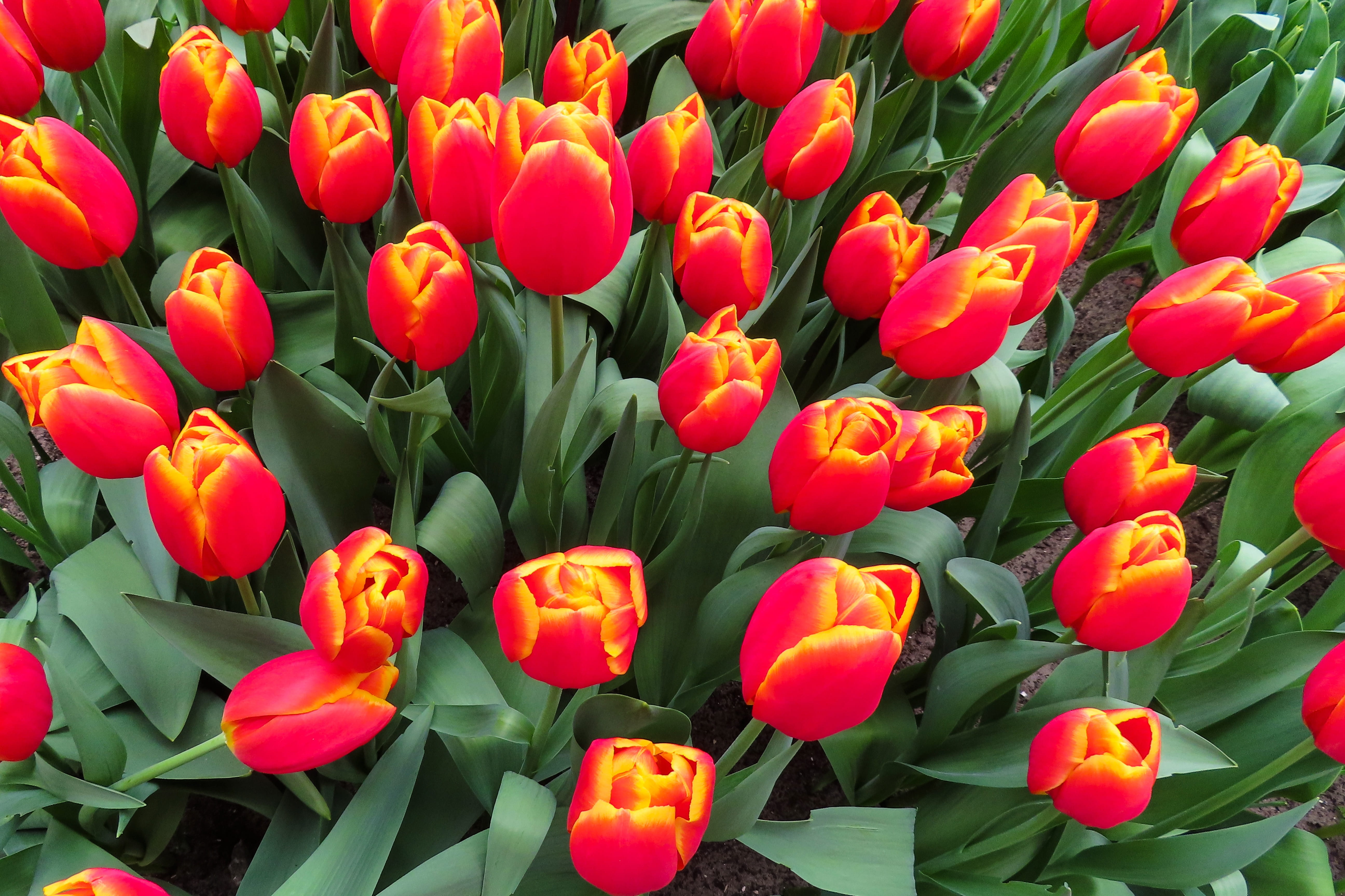valentines day, tulip, cup, bloom, garden, fragility, nature, leaf, bouquet, growth, vulnerability, petal, green color, spring, freshness, flower bed, floral greeting, HD Wallpaper