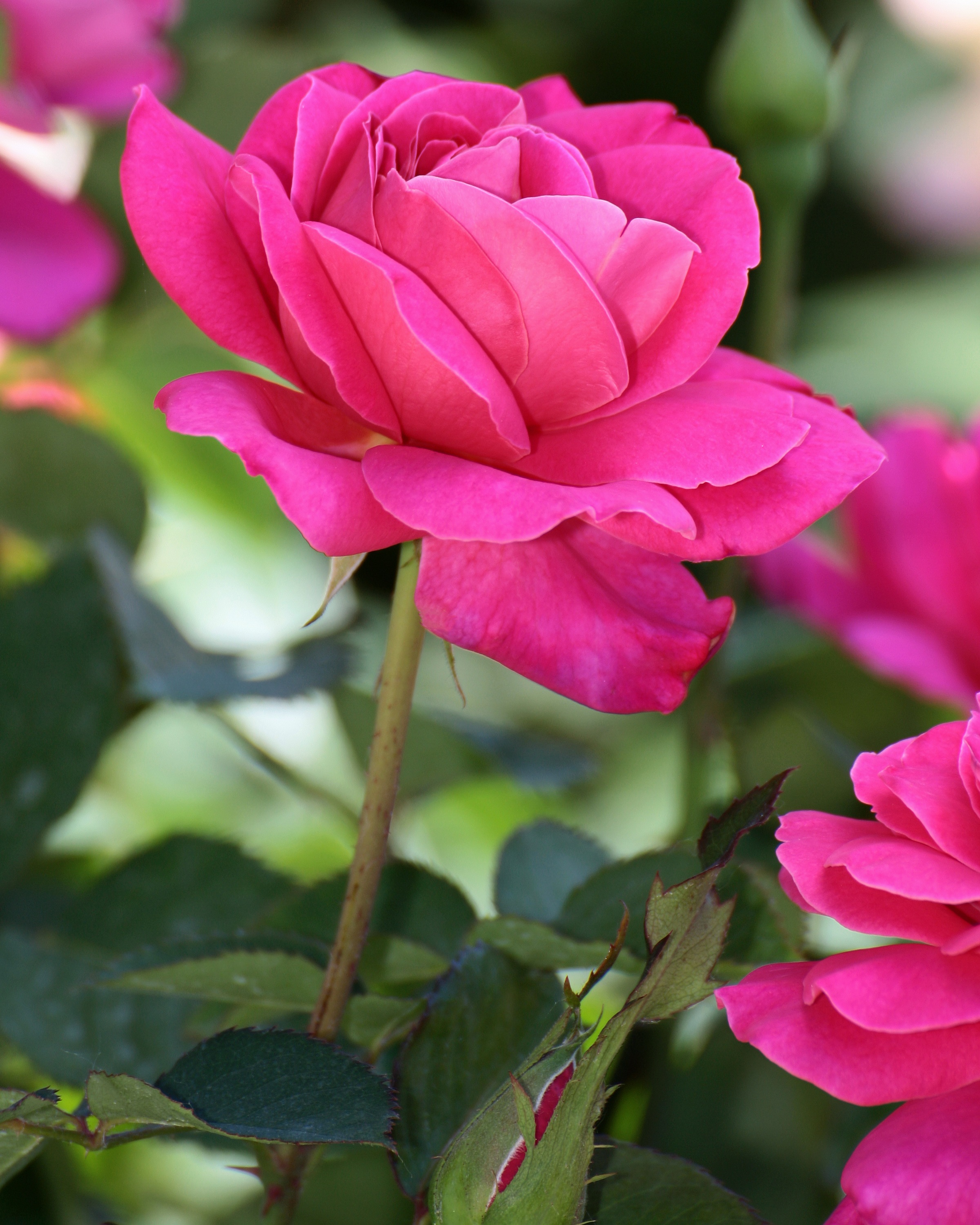 get well, nature, rose, plant, gardening, cards, close-up, petal, fragility, pink color, day, inflorescence, no people, outdoors, 2K, flowering plant, Phone HD Wallpaper