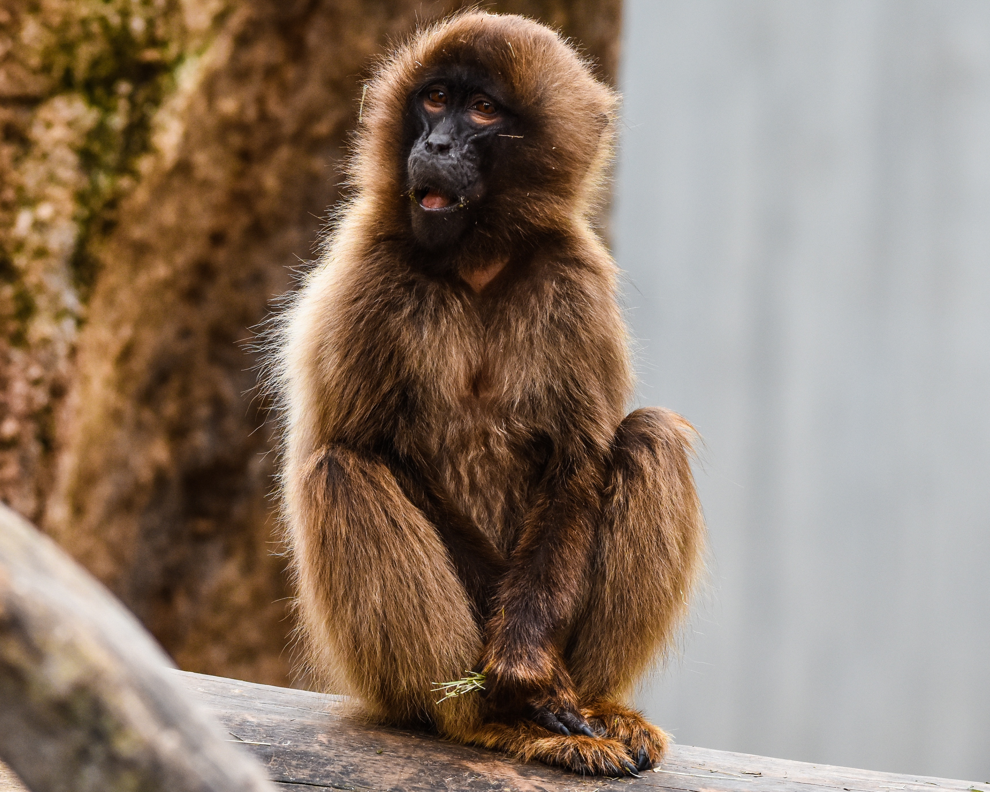 outdoors, mammal, sitting, wilhelma, monkey, day, primate, looking, one animal, looking away, animals in the wild, vertebrate, zoo, animals in captivity, HD Wallpaper