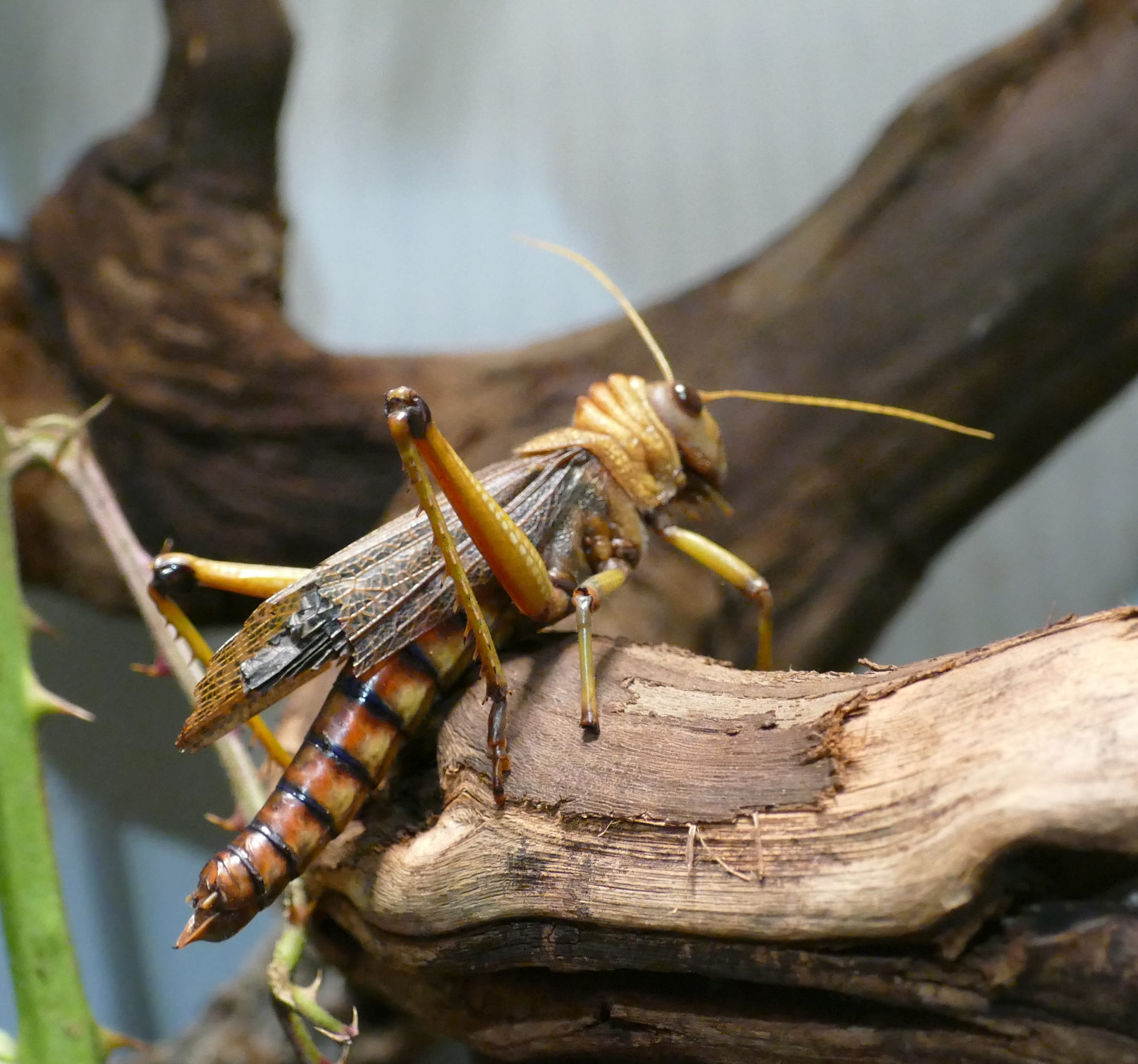 wilhelma, zoo, insect, animal themes, wood, branch, one animal, focus on foreground, vermin, animal body part, outdoors, selective focus, animals in the wild, HD Wallpaper