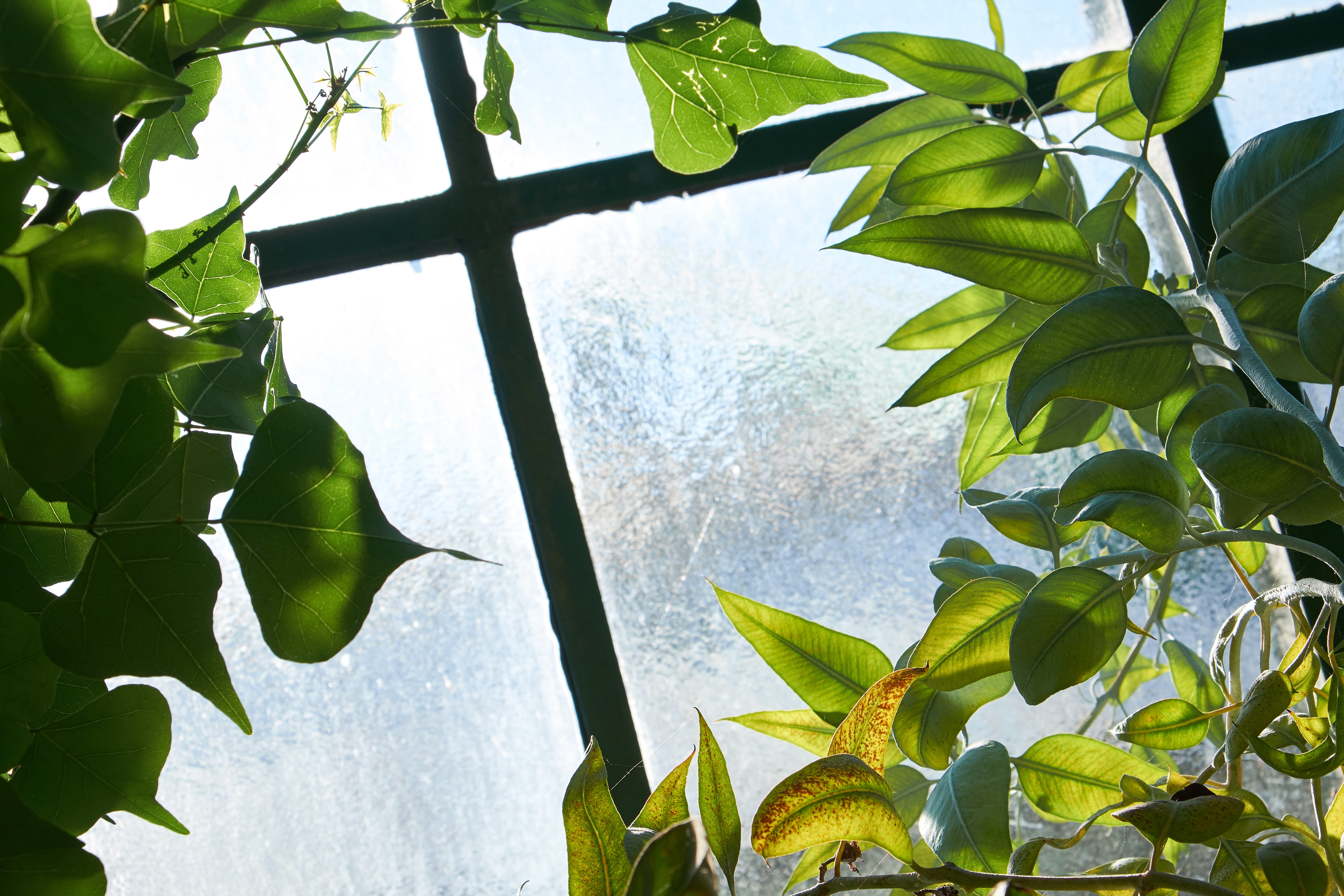water, freshness, close-up, beauty in nature, leaves, nature, glass wall, behind, growth, stuttgart, sunlight, plant, sky, wilhelma zoo and botanical garden, HD Wallpaper