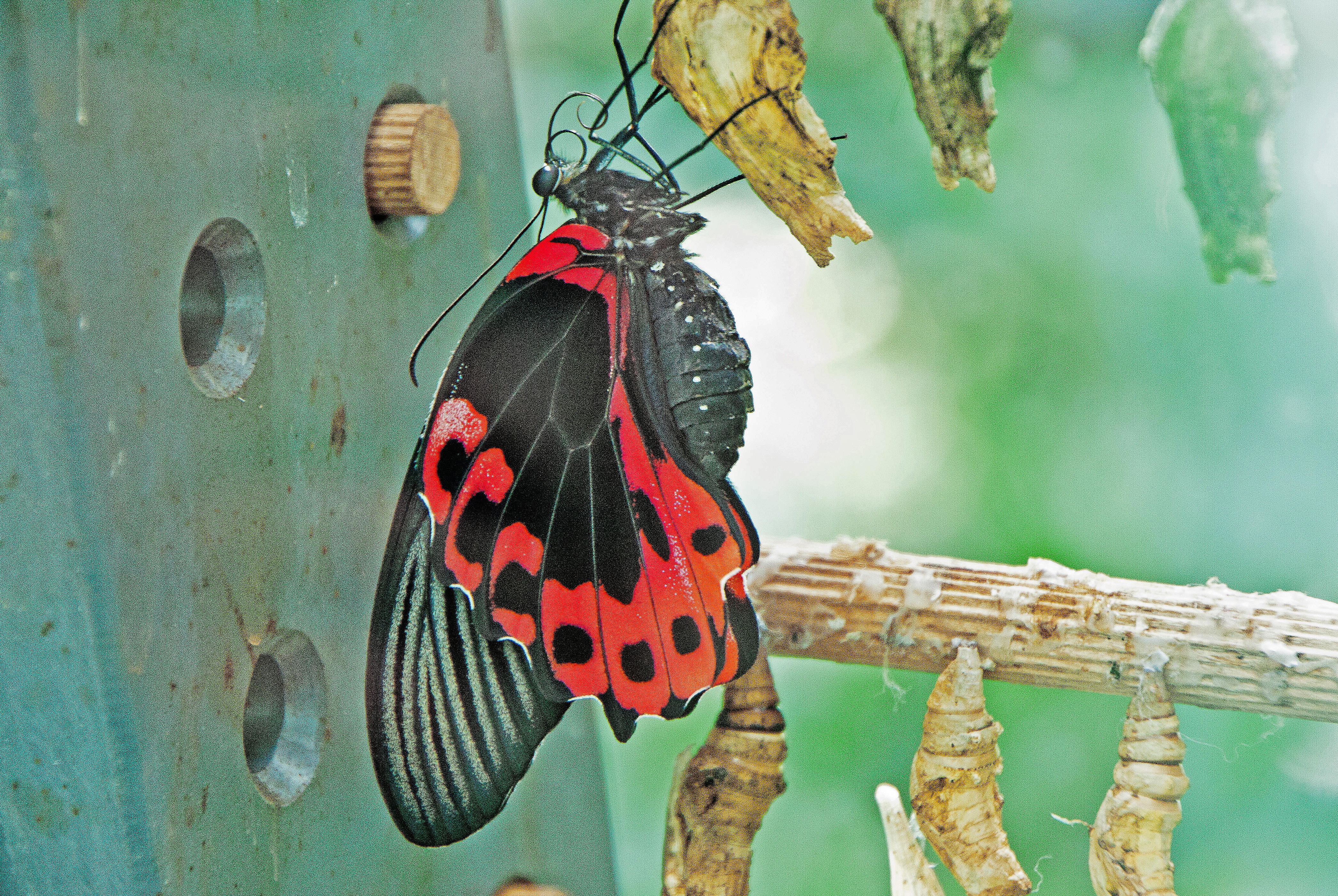 nature, 4K, animal, close-up, butterfly, focus on foreground, wilhelma, one animal, no people, day, stuttgart, germany, spotted, freshly hatched, animal wing, HD Wallpaper