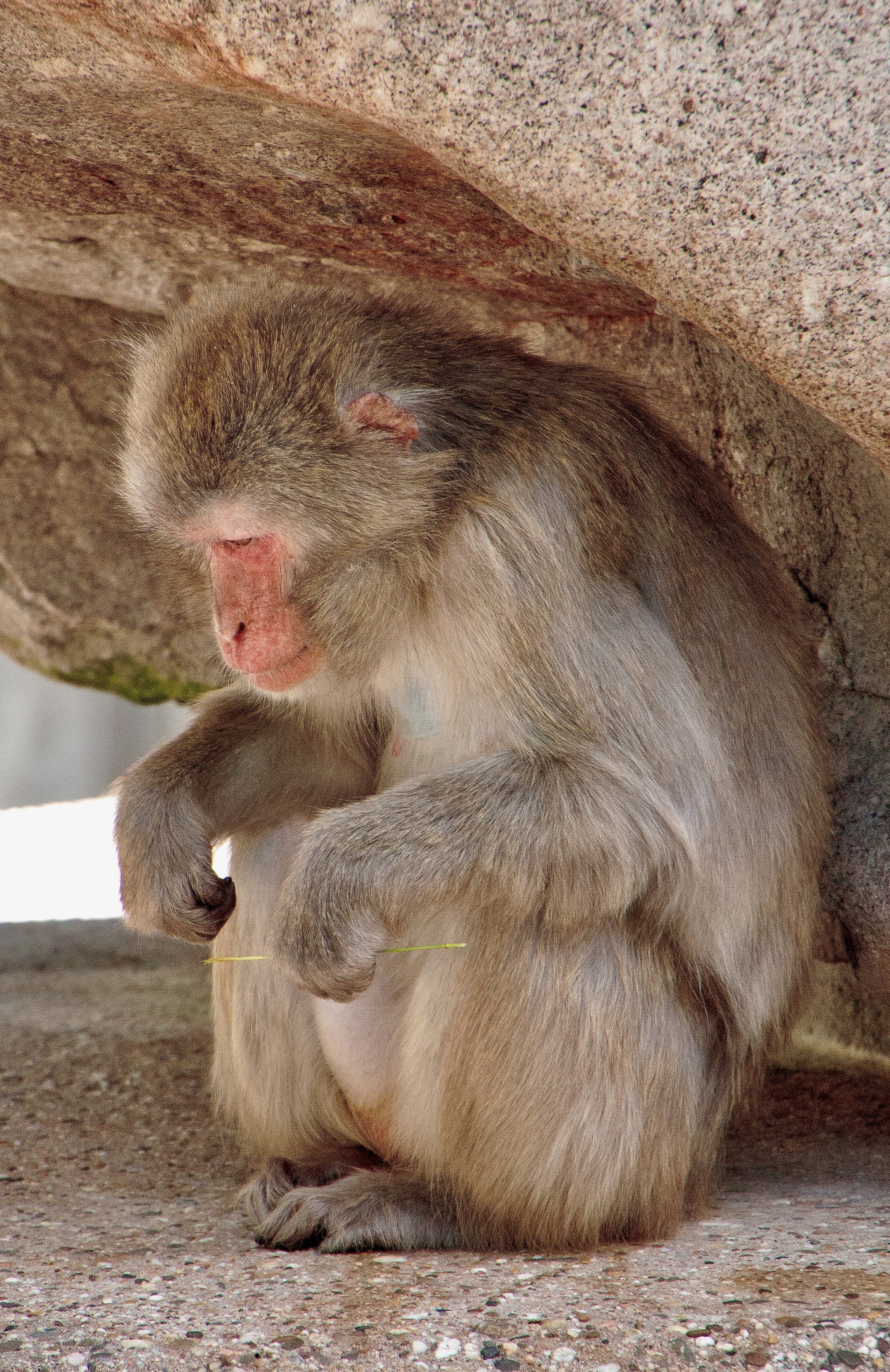 2K, stuttgart, sitting, nature, one animal, wilhelma, animal hair, animal, day, monkey, baboon, no people, looking, animal family, close-up, outdoors, Phone HD Wallpaper
