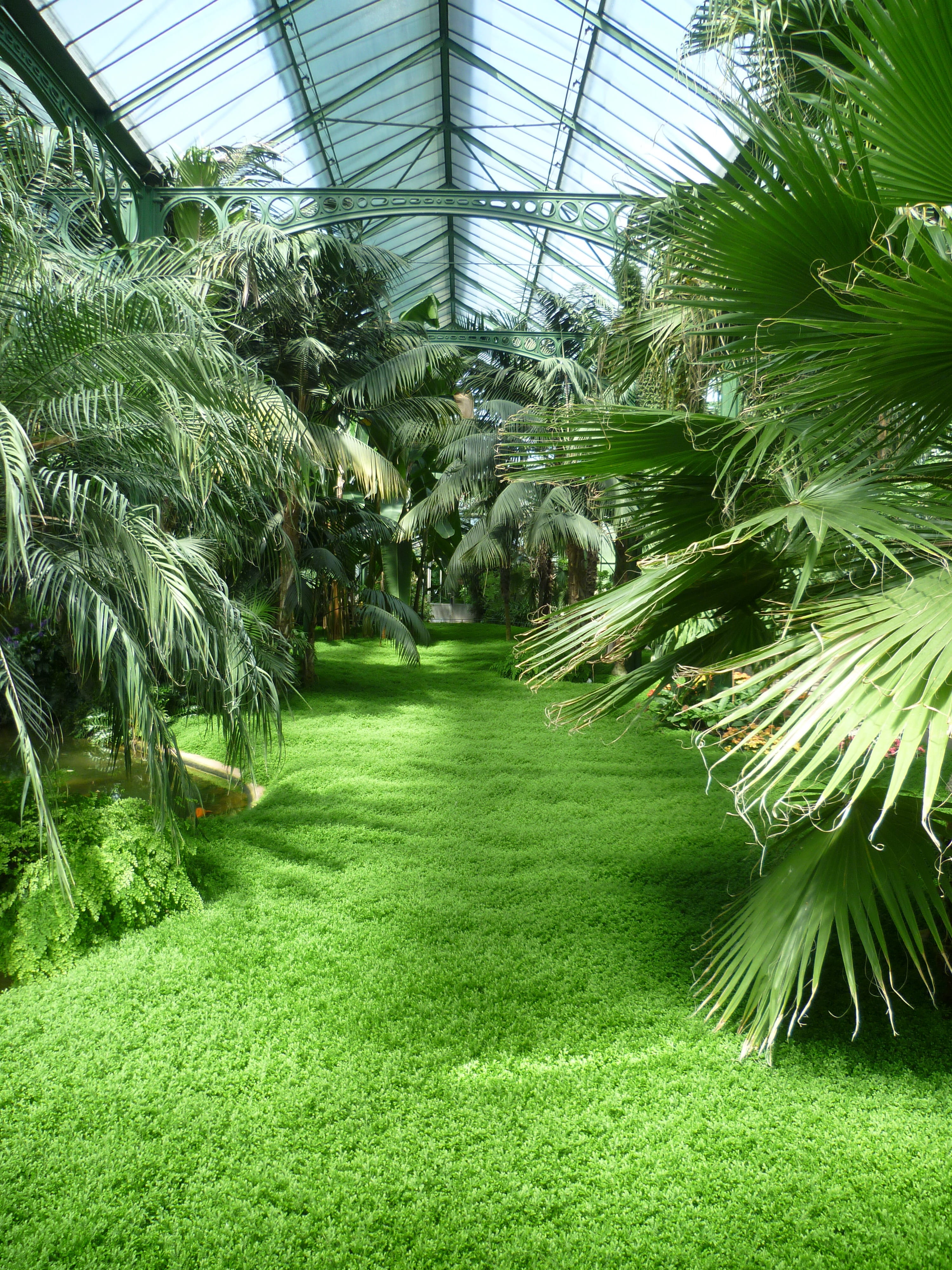 Tropics, tropical climate, Jungle, plant nursery, outdoors, day, palm tree, grass, greenhouse, land, environment, agriculture, palm leaf, plant house, leaf, Phone HD Wallpaper