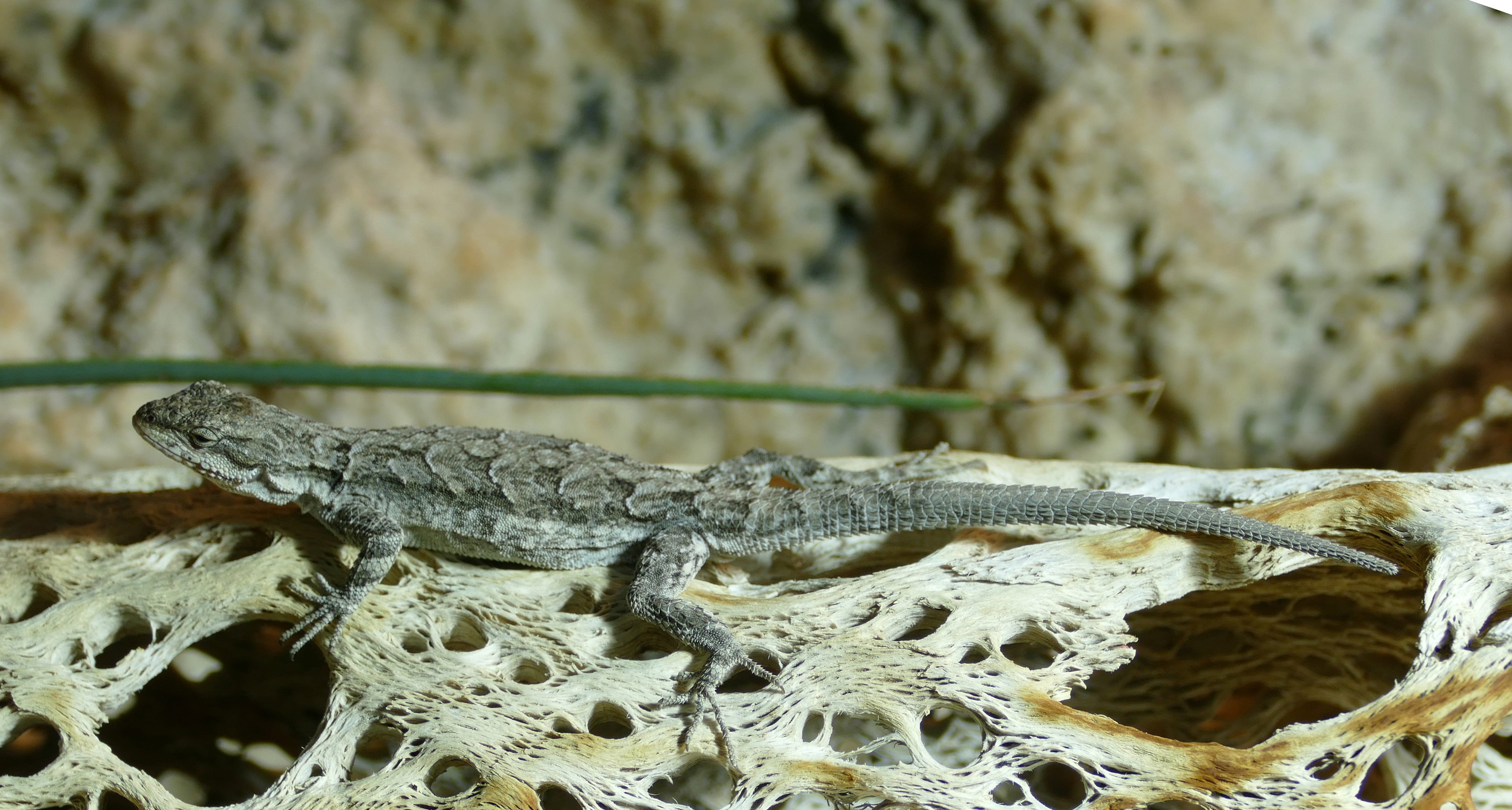 reptile, solid, iguana, rock, one animal, animal wildlife, close-up, gecko, animals in the wild, 4K, nature, tree, lizard, animal scale, animal themes, HD Wallpaper