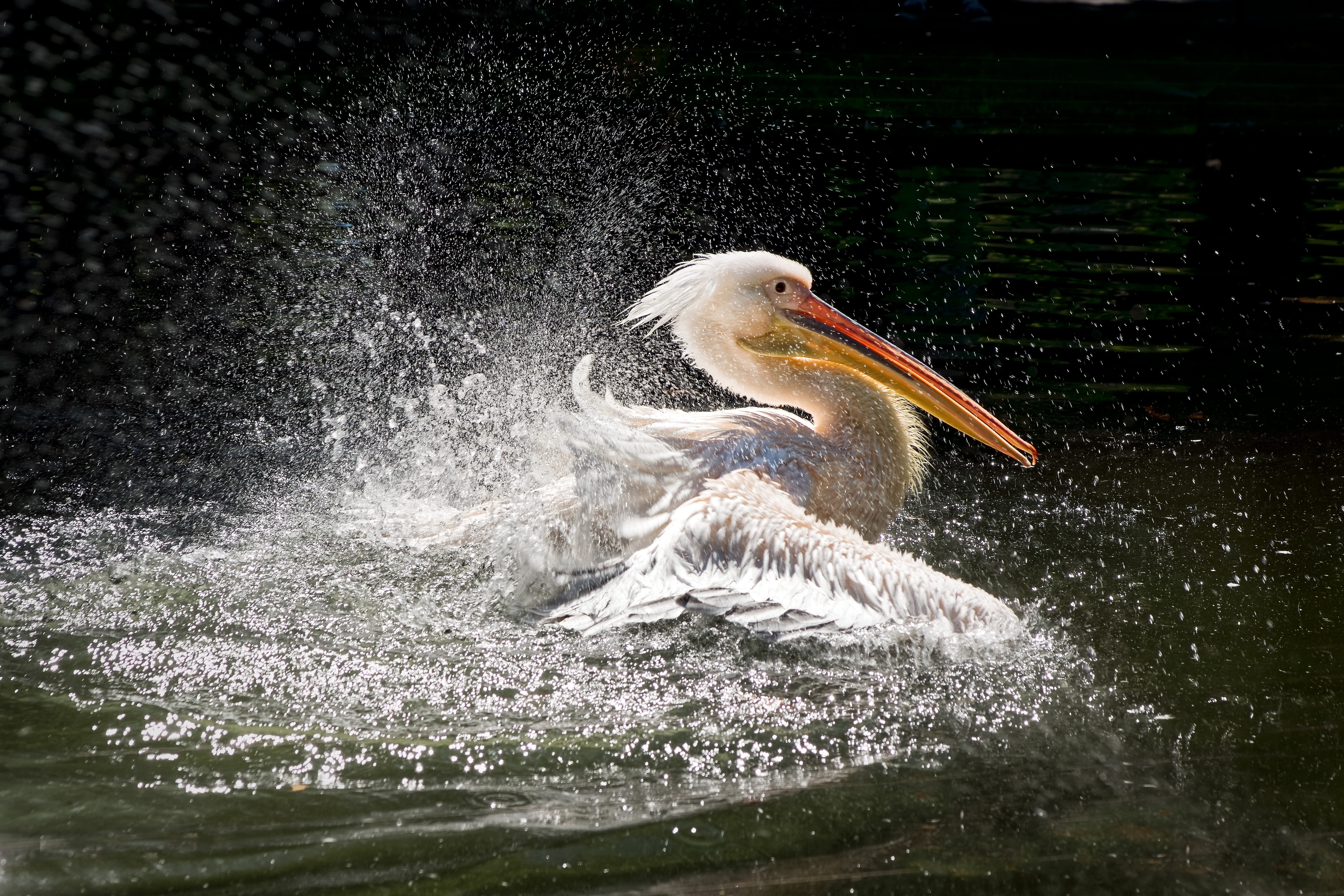 5K, wilhelma, animal portrait, zoo, nature, motion, animal, bird, water bird, beak, animal themes, pelikan, beauty in nature, wing, water, lake, no people, HD Wallpaper