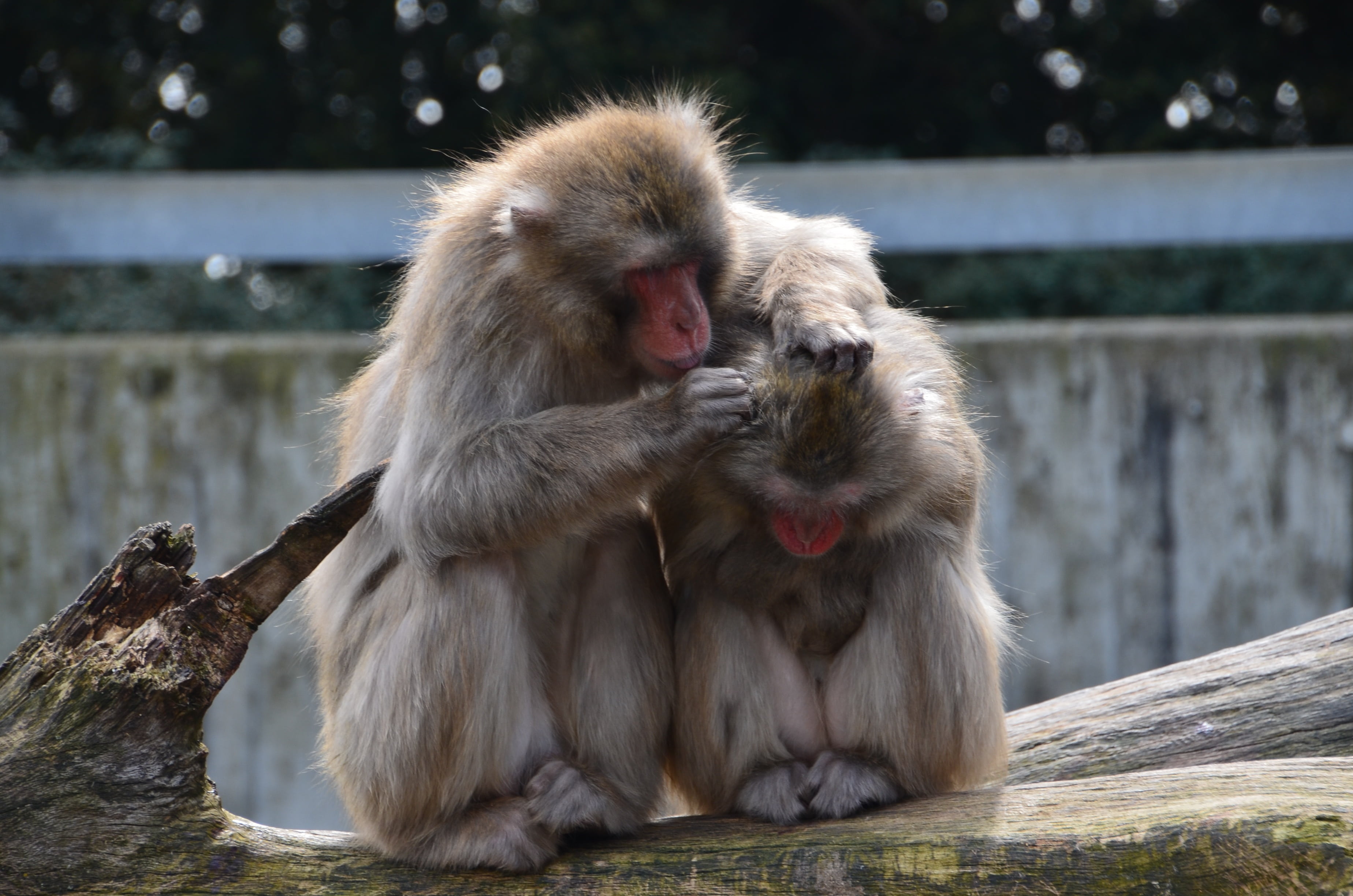 cute, animals, wilhelma, animal family, togetherness, care, two animals, mammal, no people, focus on foreground, nature, vertebrate, animal themes, ape, HD Wallpaper