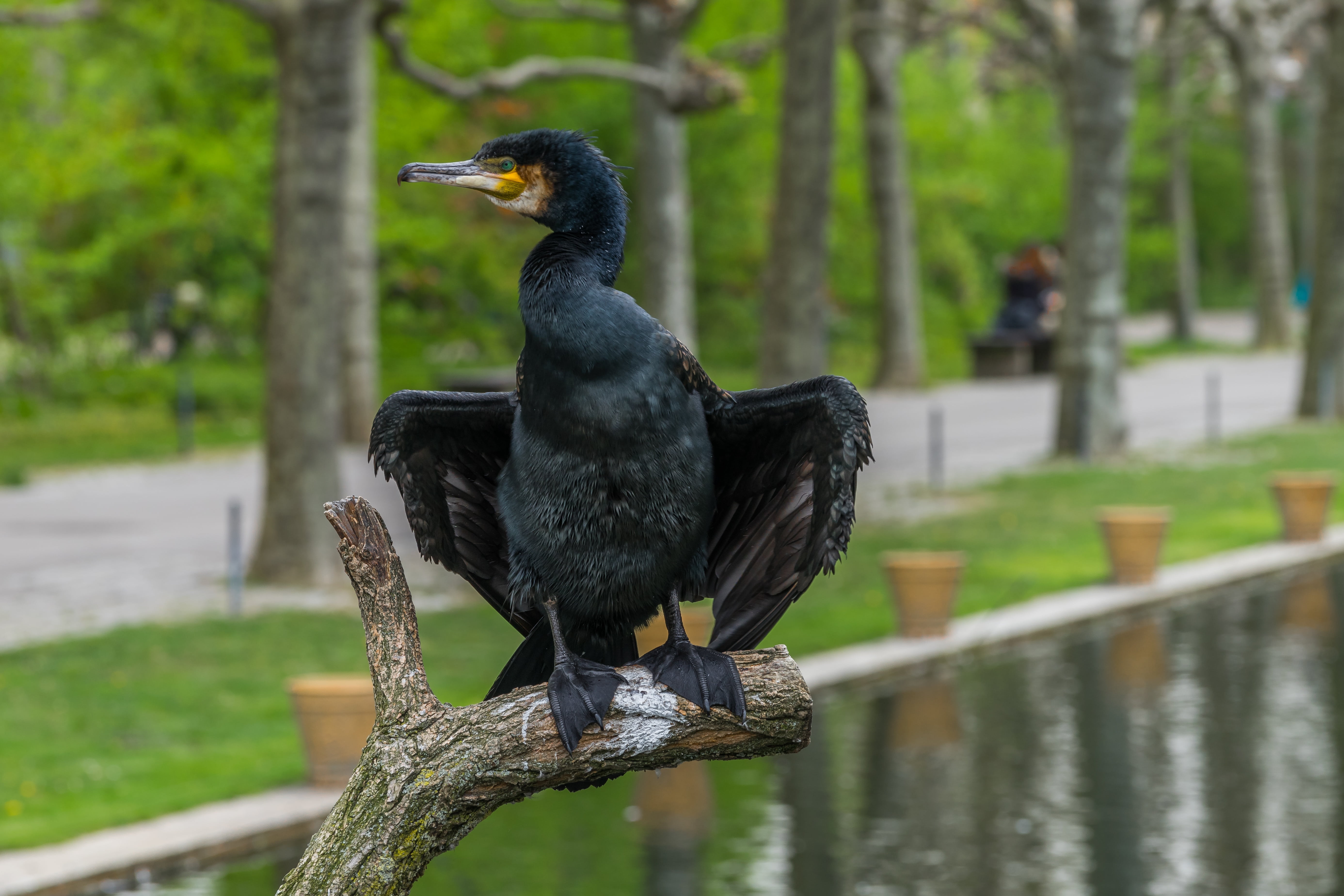 animal wildlife, standing, lake, animal themes, animals in the wild, focus on foreground, bird, animal, water bird, plant, perching, black color, feather, HD Wallpaper