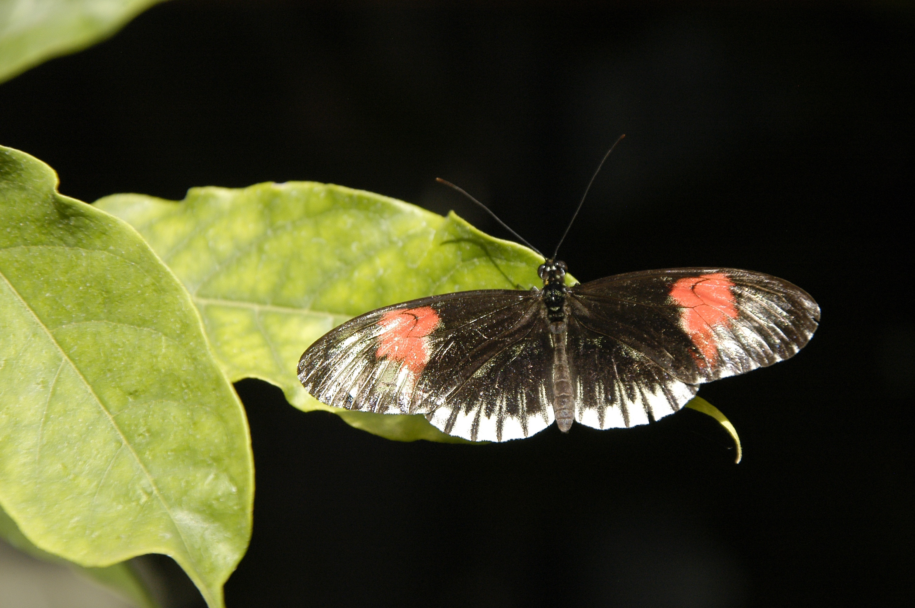 wing, beauty in nature, no people, plant part, black background, insect, butterfly, animal themes, animal antenna, animal wildlife, fragility, outdoors, HD Wallpaper