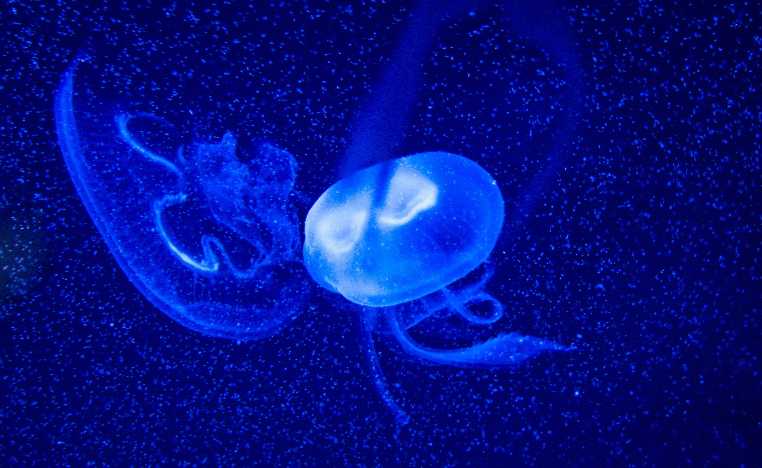 sea life, stutgart, animal themes, Animals, Jellyfish, group of animals, Underwater, beauty in nature, abstract, water, Blue, wilhelma, undersea, close-up, HD Wallpaper