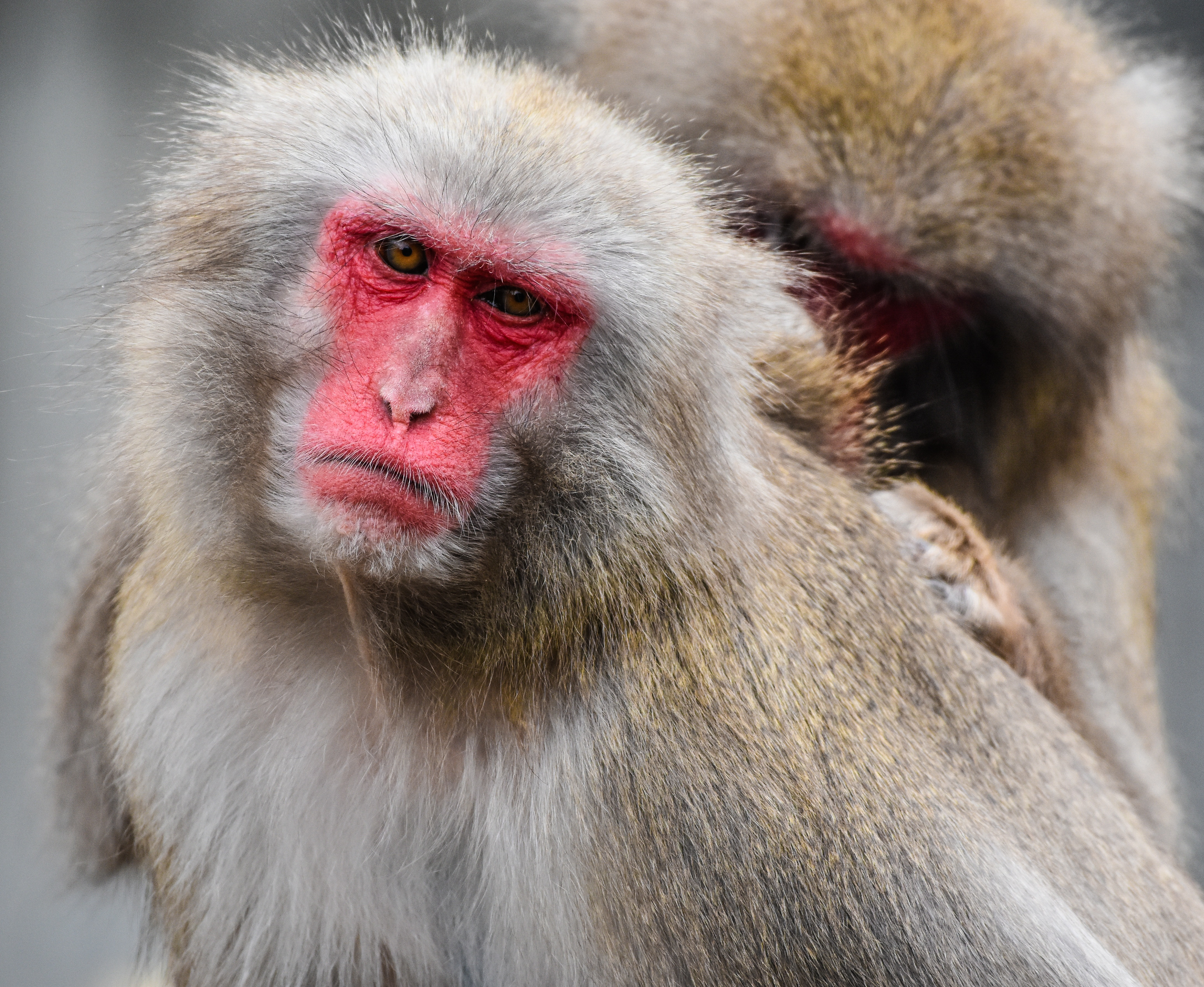 4K, no people, red face, japan monkey, mammal, outdoors, animals in the wild, looking at camera, japanese macaque, animal body part, animal, animal wildlife, HD Wallpaper