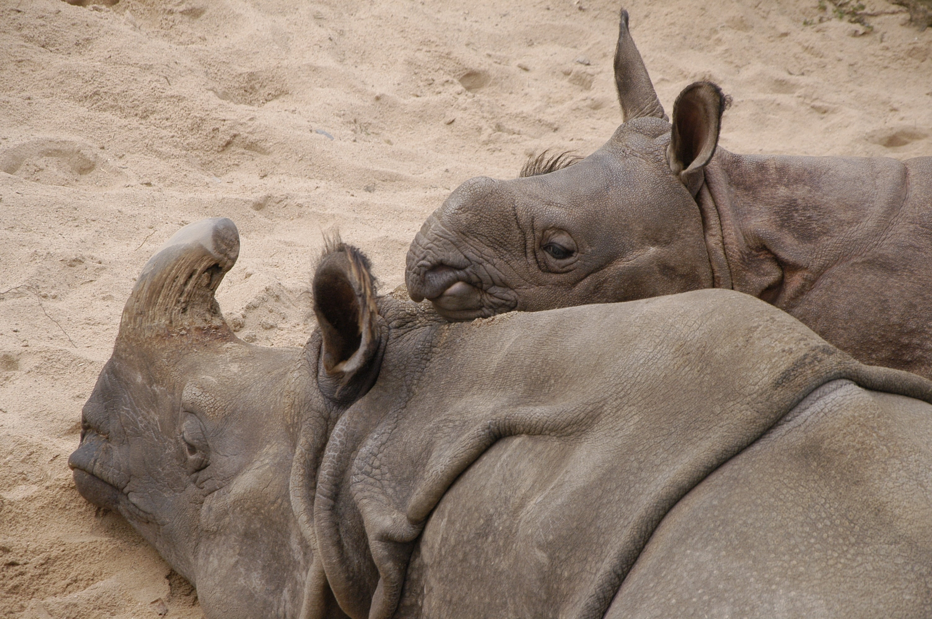 safari Animals, day, vertebrate, 2K, animal themes, close-up, elephant, resting, rhinoceros, group of animals, mammal, rhino, zoo, africa, animal, large, HD Wallpaper