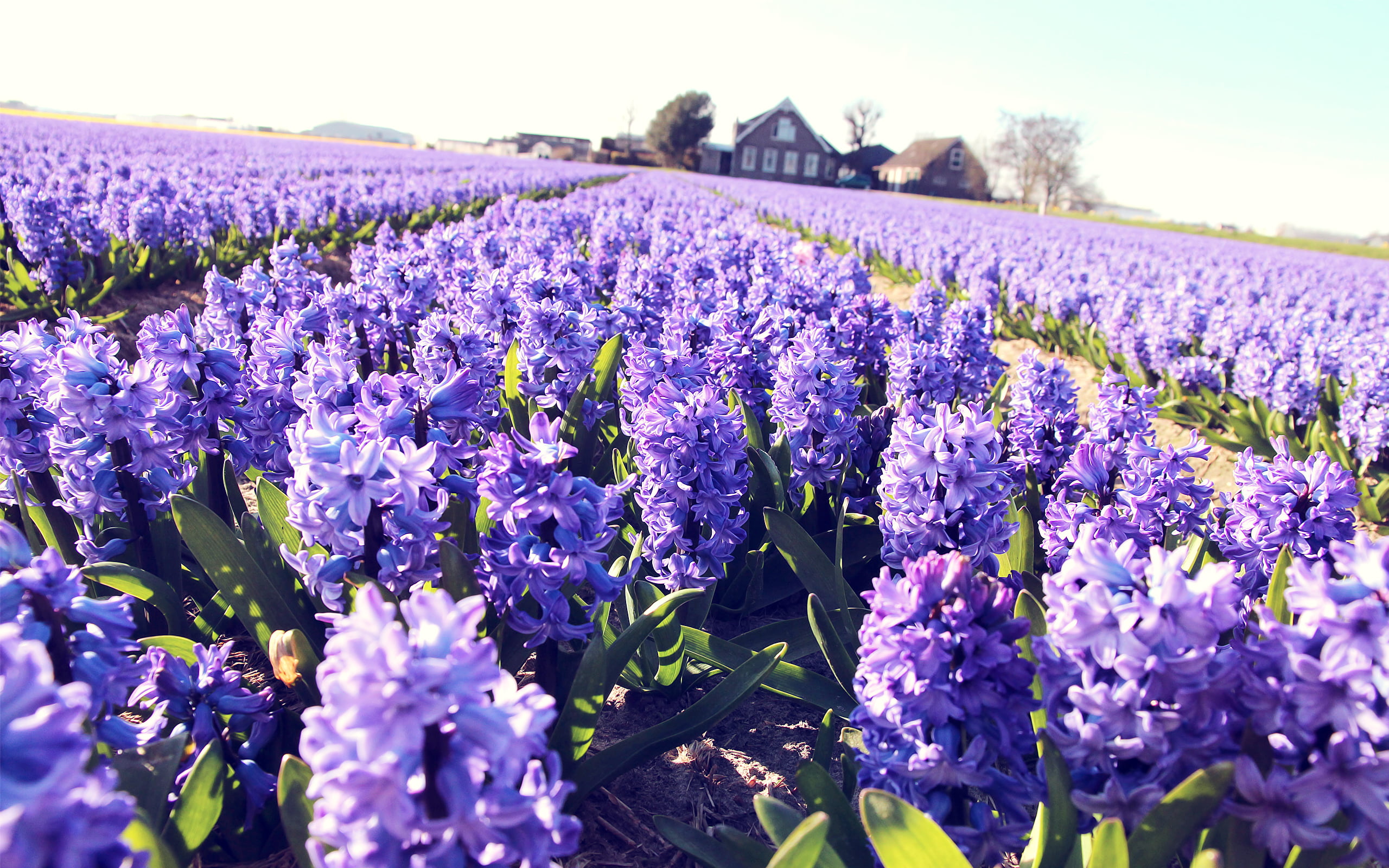 2K, beauty in nature, lilac, field, photography, home, crocus, day, purple, nature, springtime, flowering plant, land, hyacinth, lavender colored, no people, HD Wallpaper