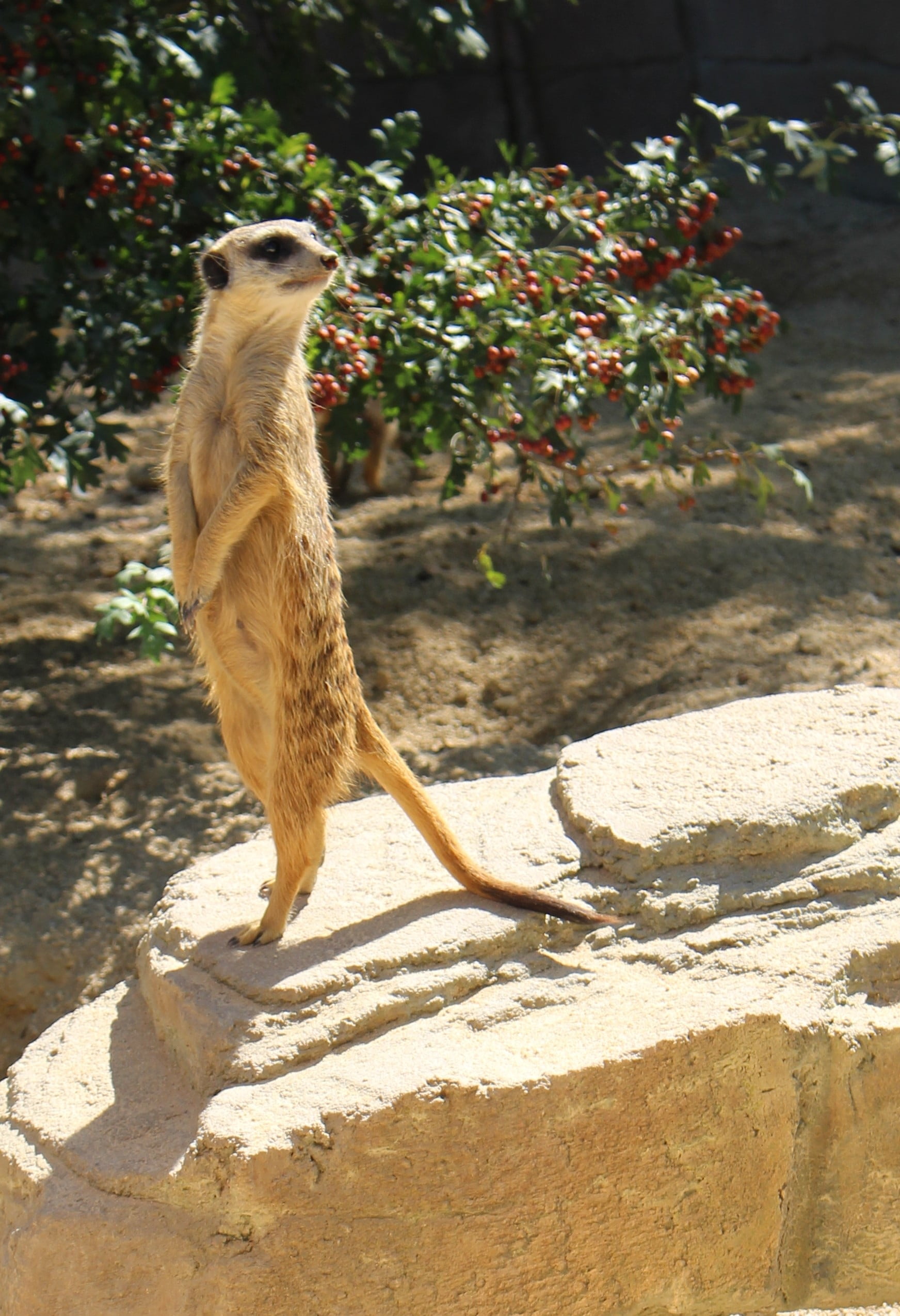 animal wildlife, one animal, land, animal themes, vertebrate, plant, africa, focus on foreground, zoo, mammal, nature, flowering plant, shadow, mongoose, Phone HD Wallpaper
