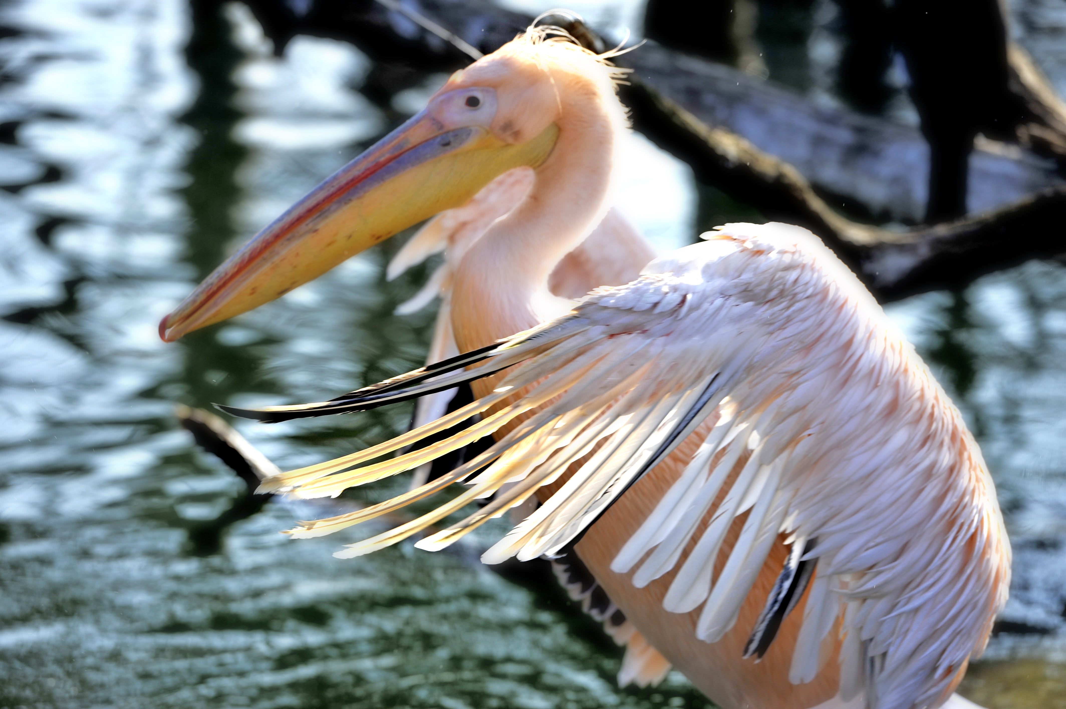 wing, bird, 4K, freshwater bird, animal, nature, tree, animal neck, beak, lake, one animal, water, no people, vertebrate, feather, animals in the wild, HD Wallpaper
