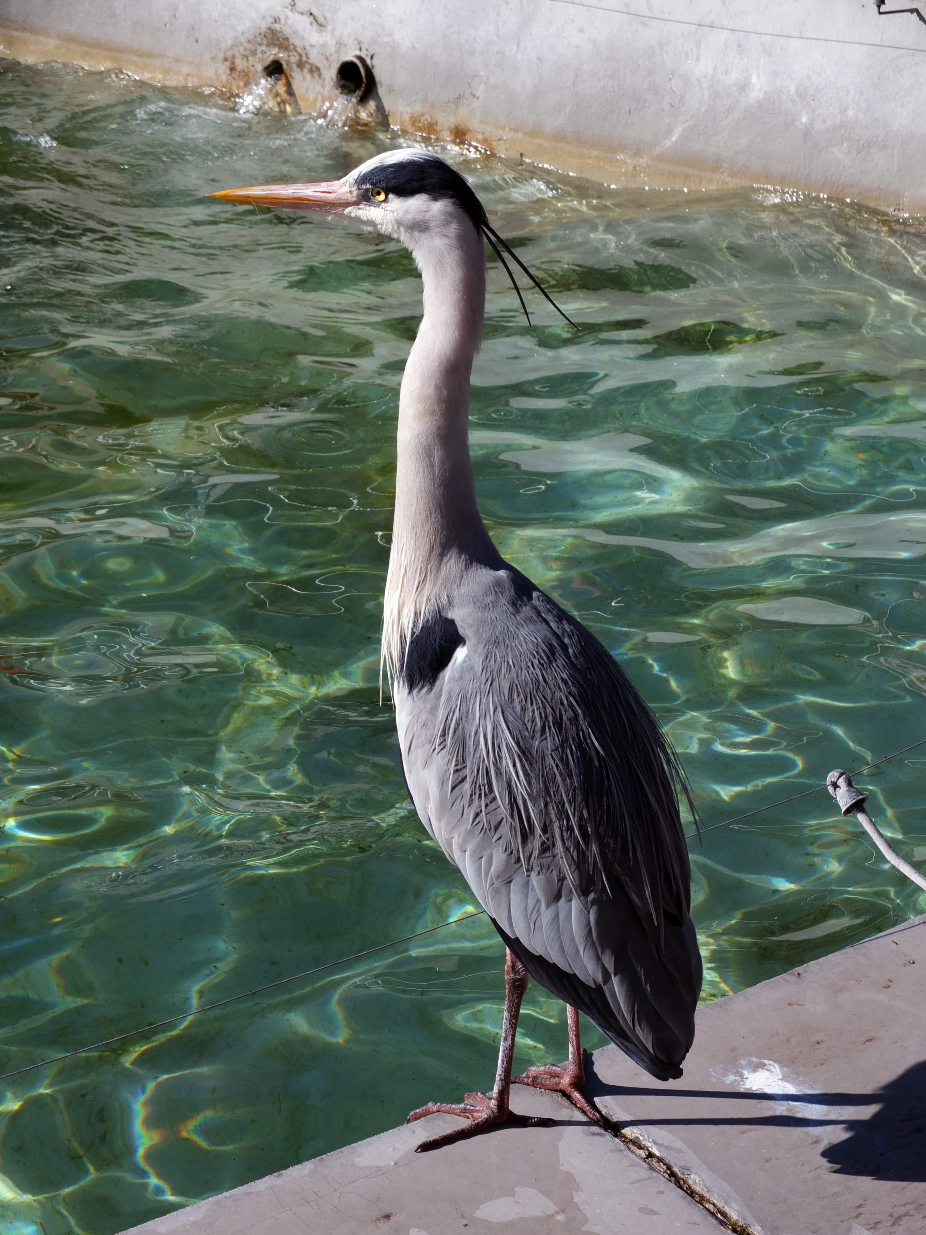 waters, no people, perching, pool, outdoors, water, water bird, wilhelma stuttgart, full length, vertebrate, animal, animals in the wild, 4K, grey, zoology, Phone HD Wallpaper