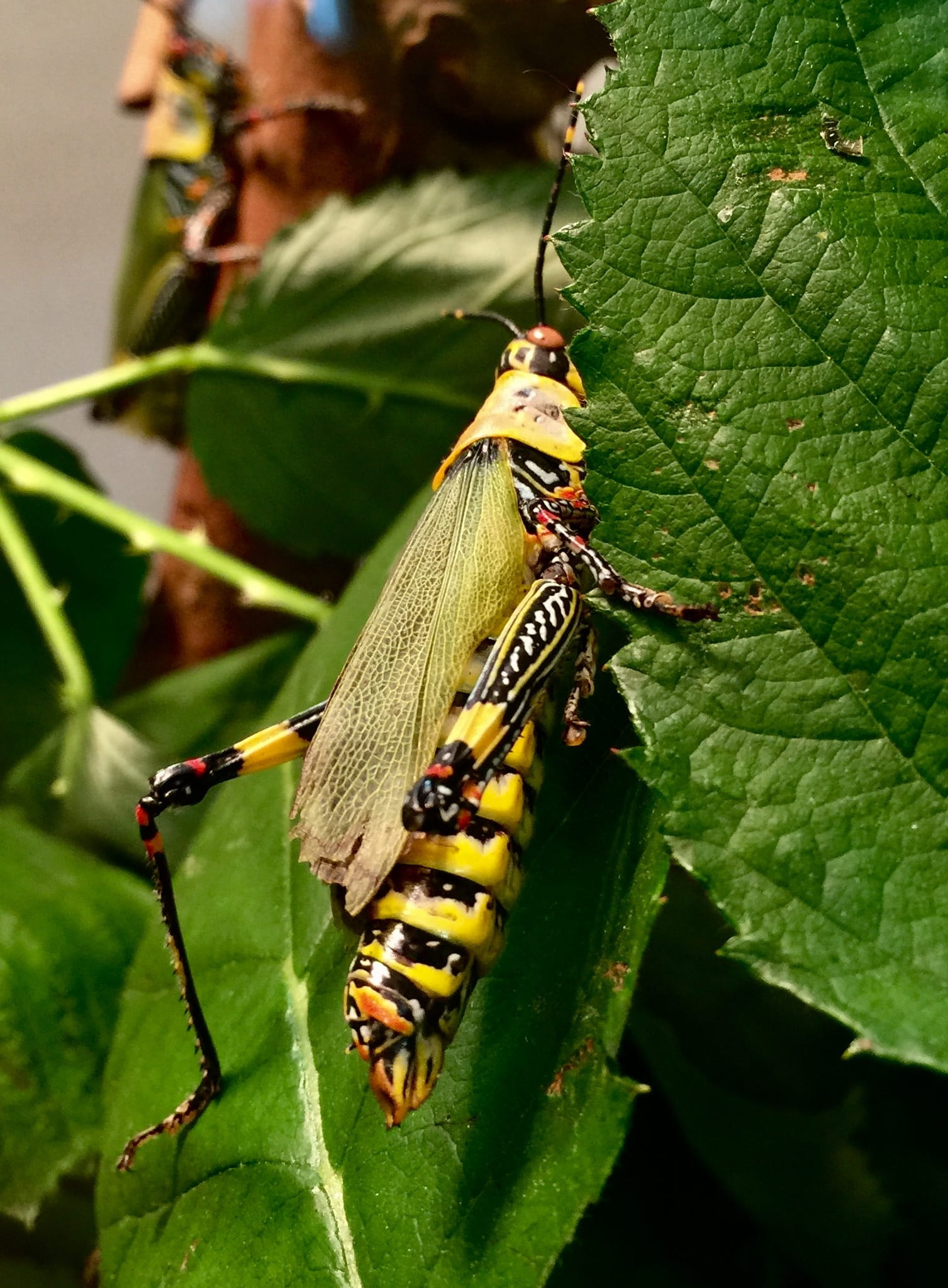 1080P, insect, animal wildlife, Stuttgart, Wilhelma, outdoors, leaf, animal, growth, day, animals in the wild, animal themes, one animal, close-up, butterfly - insect, Phone HD Wallpaper