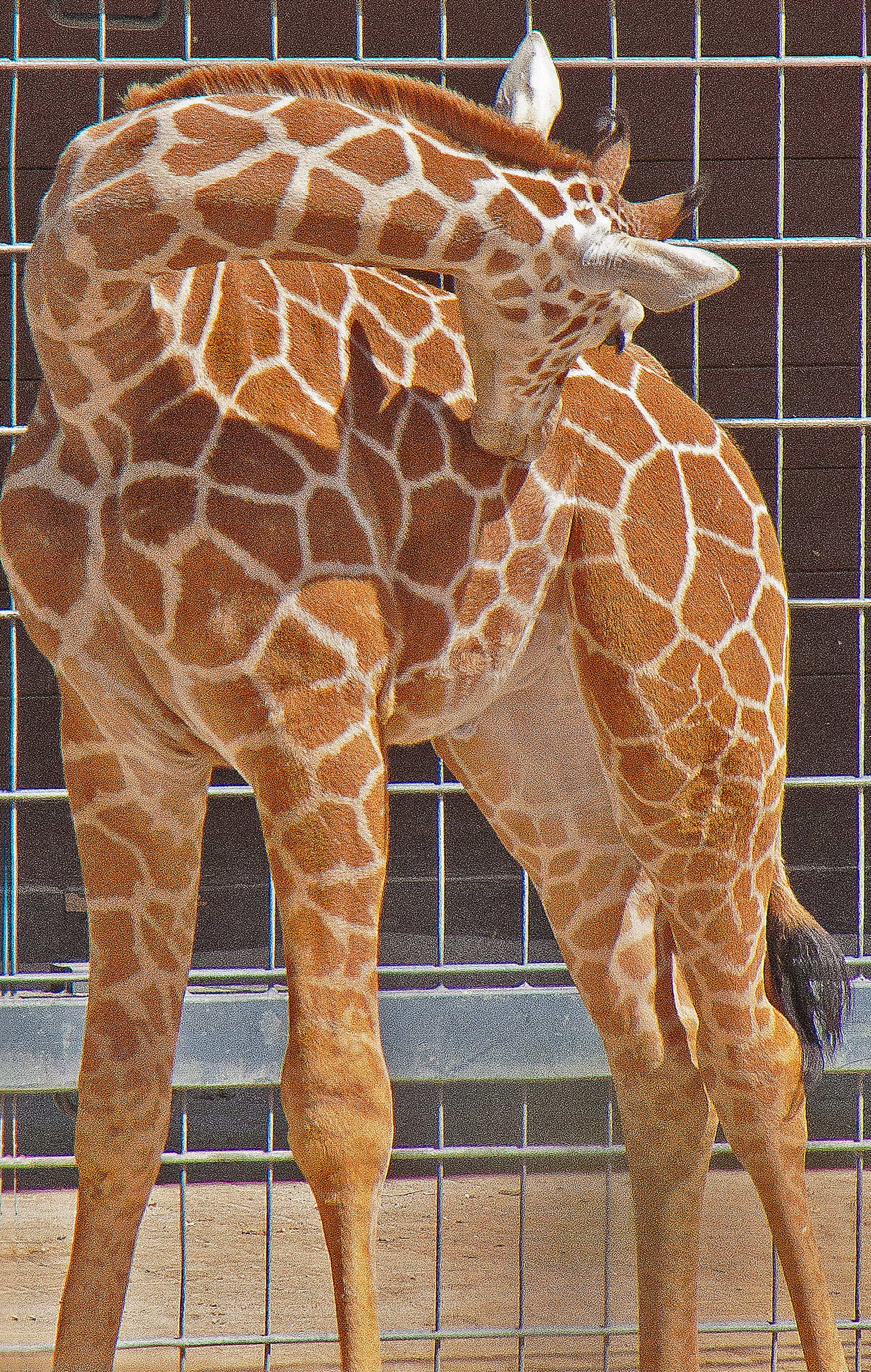 no people, animal body part, young, day, zoo, germany, mammal, Stuttgart, animals in captivity, animals in the wild, Giraffe, nature, animal themes, animal markings, Phone HD Wallpaper
