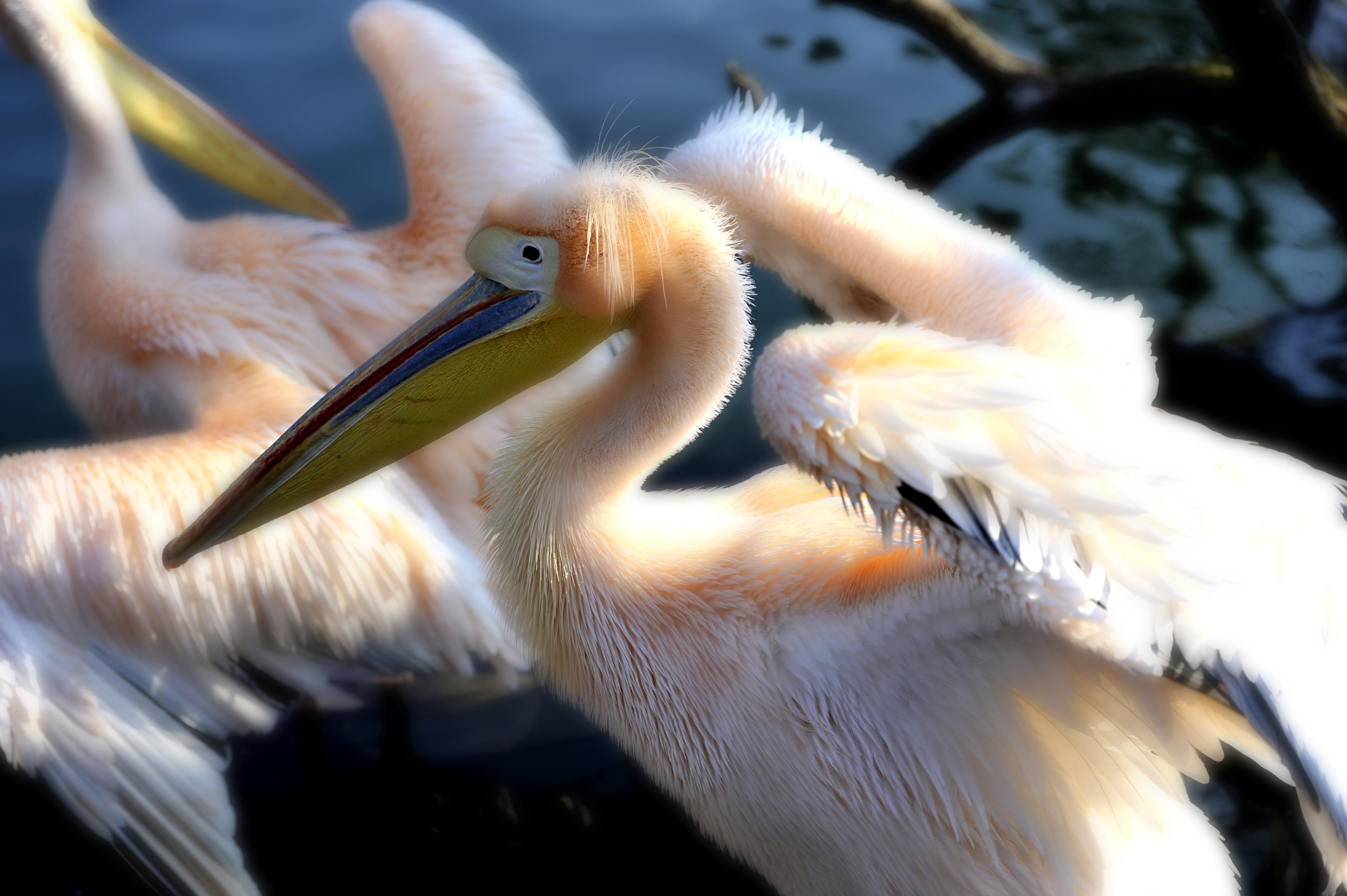 animals in the wild, animal wildlife, zoo, selective focus, wilhelma, pelikan, bird, vertebrate, one animal, day, animal, no people, focus on foreground, HD Wallpaper
