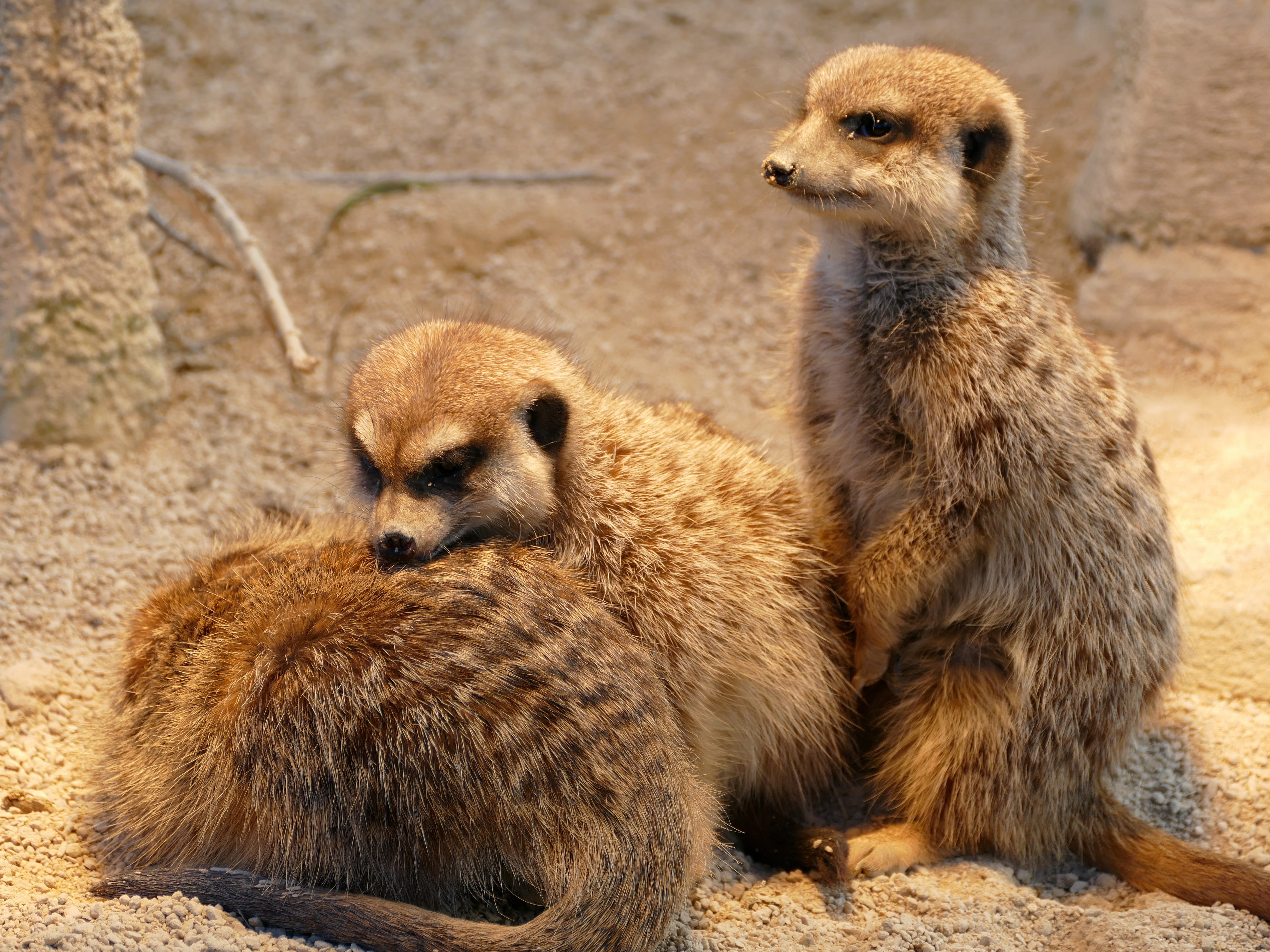 meerkat, group of animals, animal wildlife, 4K, togetherness, animals in the wild, animal family, mammal, animal, animal world, day, young animal, sitting, HD Wallpaper