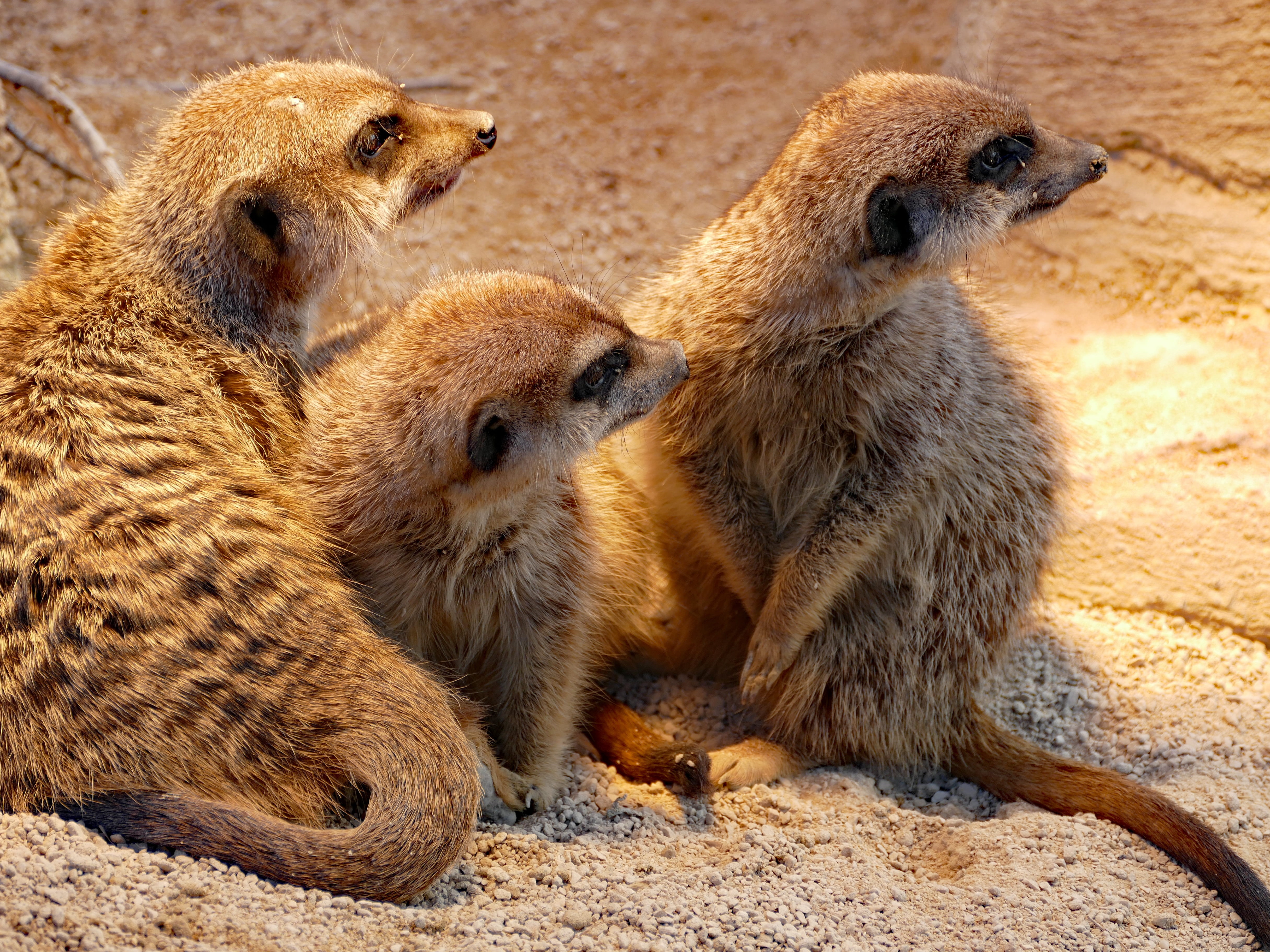 mammal, nature, group of animals, 4K, relaxation, vertebrate, land, animal wildlife, animals in the wild, wild, wilhelma zoo stuttgart, rodent, young animal, HD Wallpaper