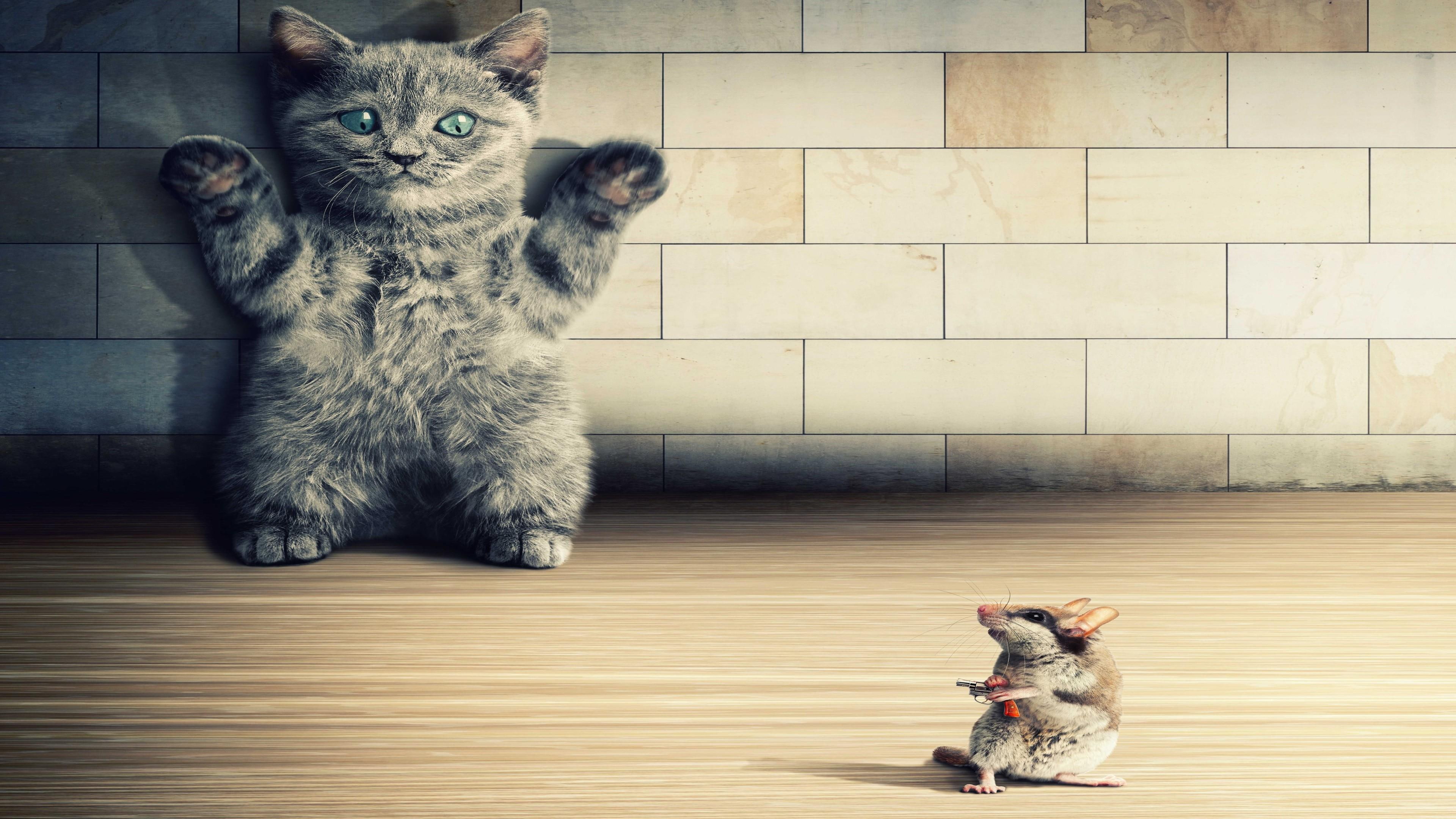 reverse, danger, 4K, funny, kitten, cat, HD Wallpaper
