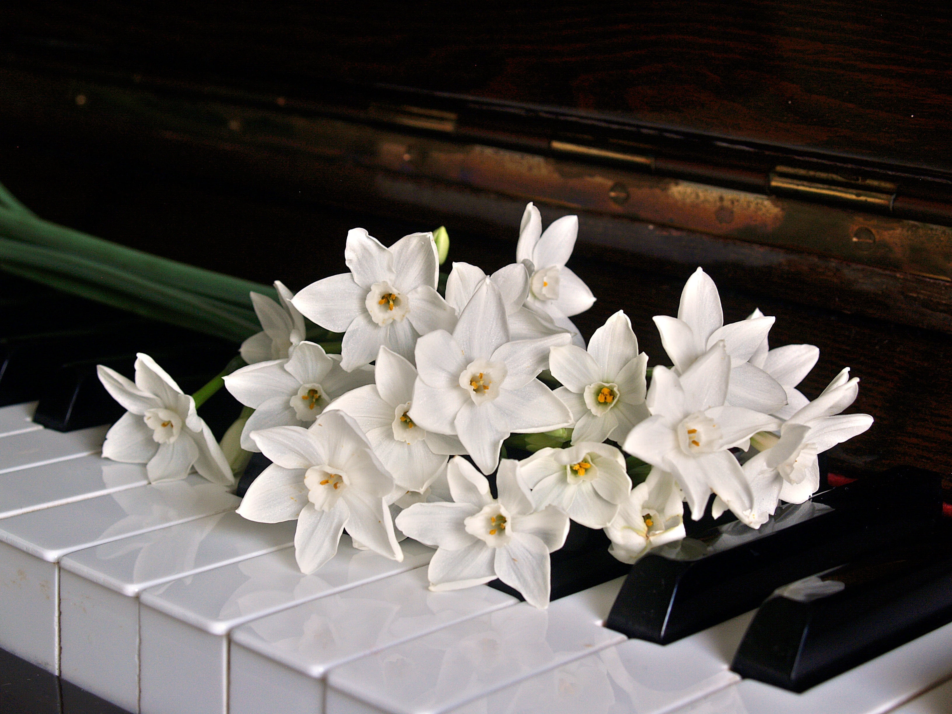 scale, artistic, petal, pianist, play, shiny, 2K, flowers, piece, plant, luxury, black, large group of objects, piano, no people, white, beauty in nature, HD Wallpaper