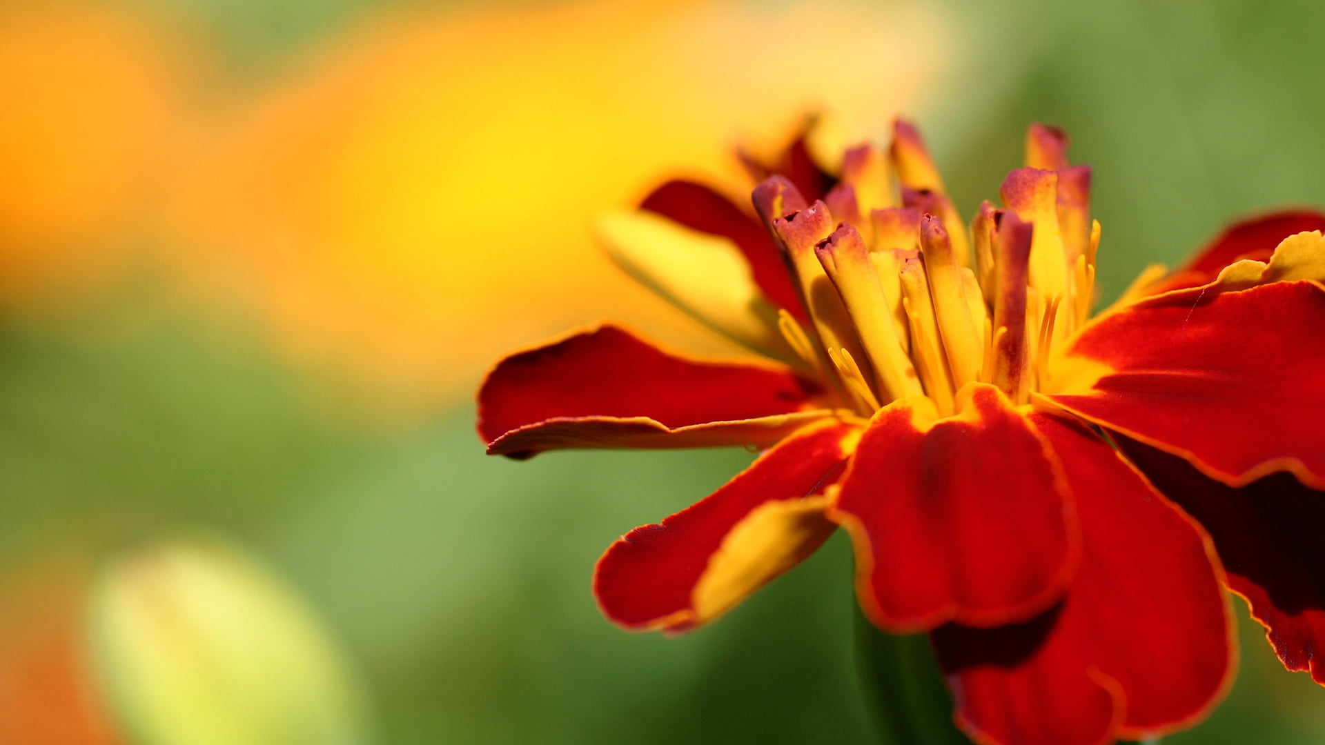 close-up, red, plant, growth, fresh, 1080P, coil, flora, yellow, orange color, seasonal, selective focus, outdoors, natural, flower, season, blossom, close, HD Wallpaper