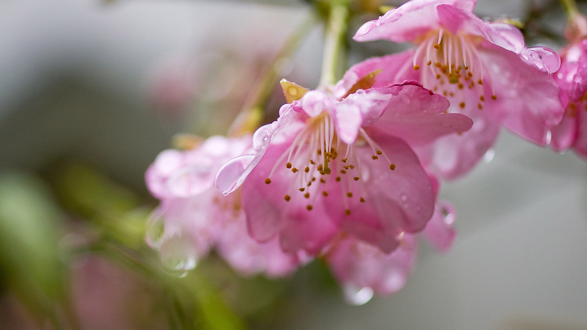 bunch of flowers, petal, 1080P, flower, selective focus, blooming, botanical, freshness, stamen, nature, coil, detail, floral, closeup, garden, springtime, HD Wallpaper