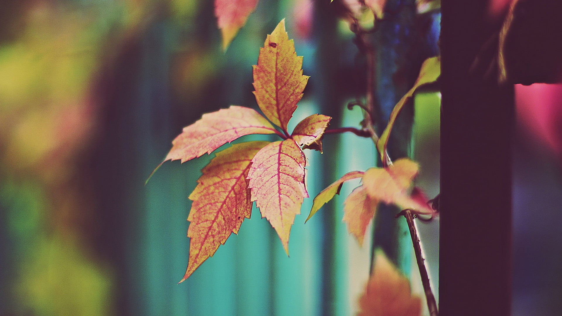 autumn, growth, seasonal, bud, color, leaf, leaf vein, garden, gardening, plant, 1080P, day, orchid, botanical, natural condition, bright, bouquet, stem, HD Wallpaper