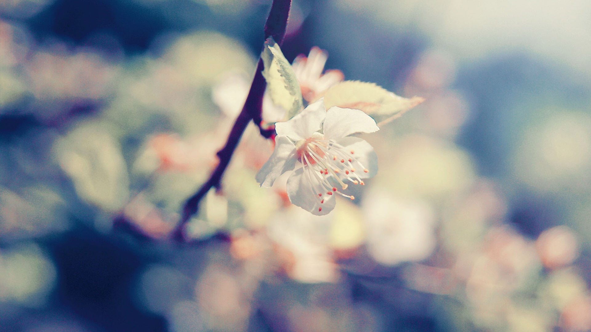selective focus, focus on foreground, flower head, petal, white color, bright, close-up, flora, springtime, fragility, stem, blossom, nature, yellow, natural, HD Wallpaper