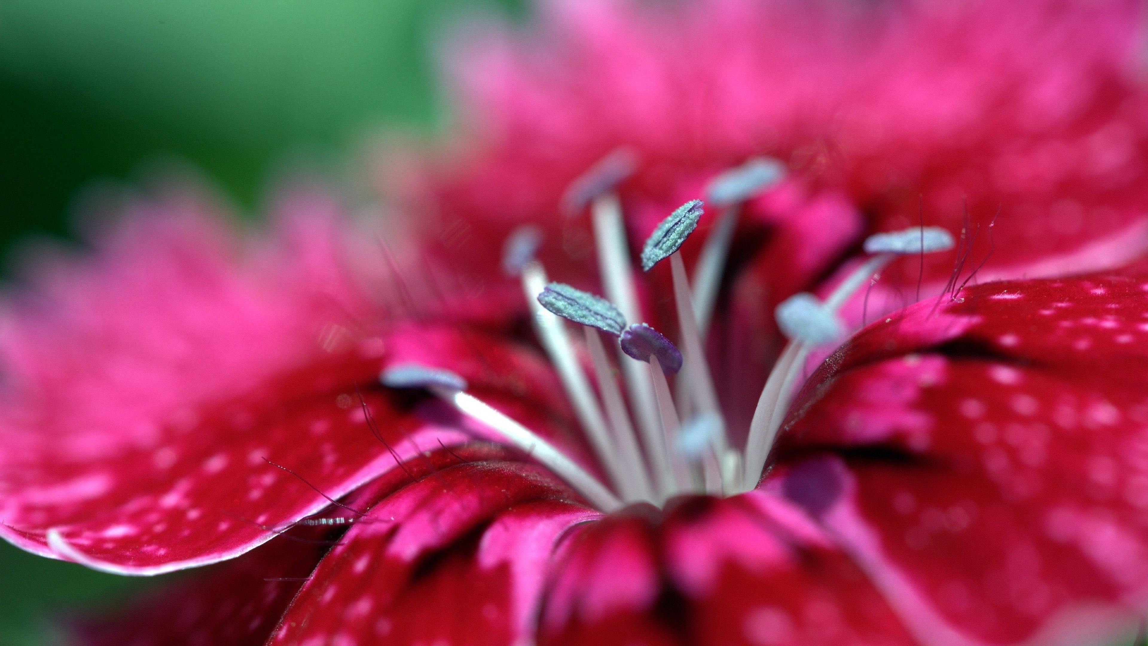 selective focus, maroon, bright, vulnerability, petal, flowers, daisy, flowering plant, freshness, botany, pink color, floral, natural, spring, blossom, HD Wallpaper
