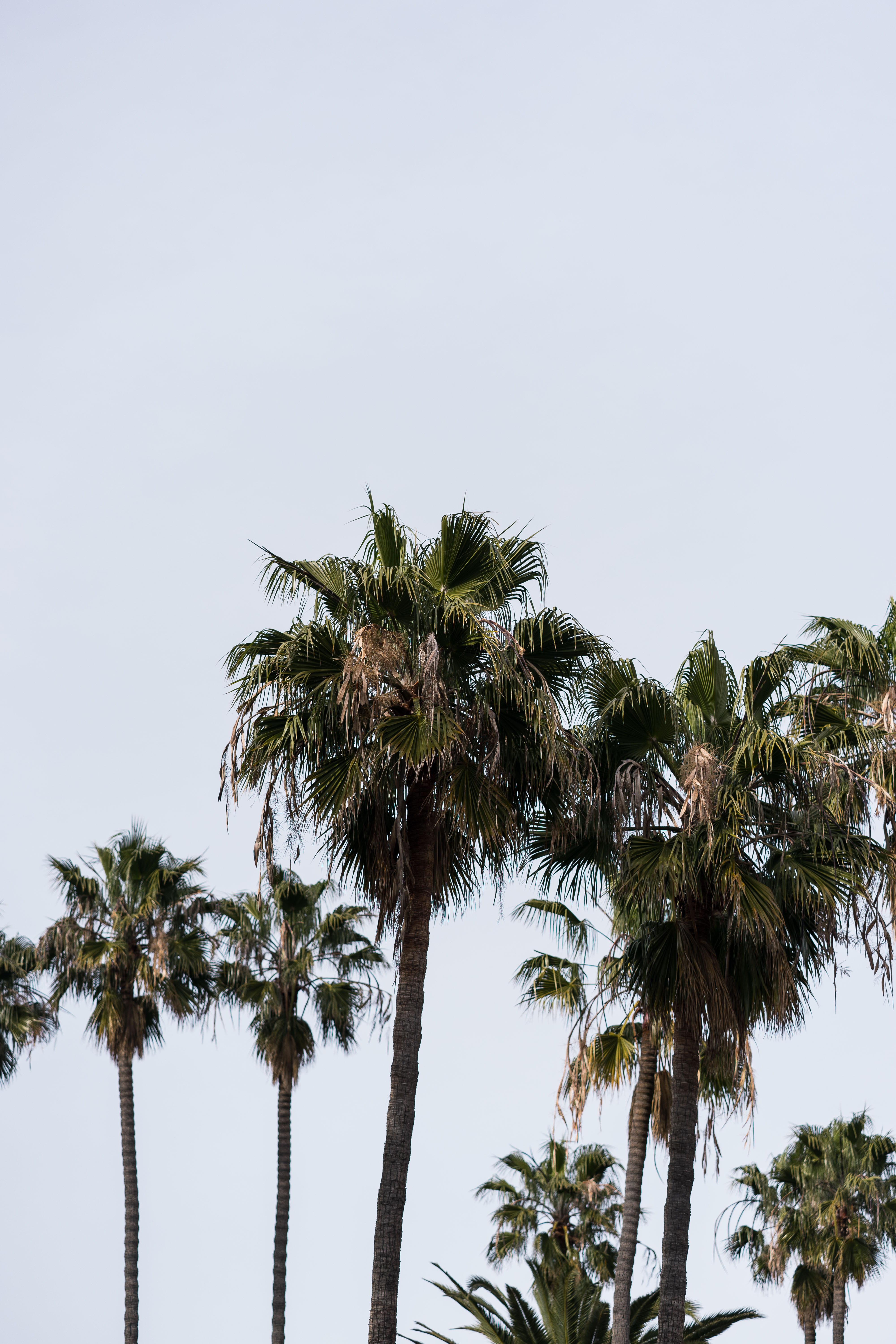growth, plant, 5K, nature, tropical tree, santa barbara, santa barbra, clear sky, tree, tropical climate, simple tree, california, palm trees, sky, palm leaf, Phone HD Wallpaper