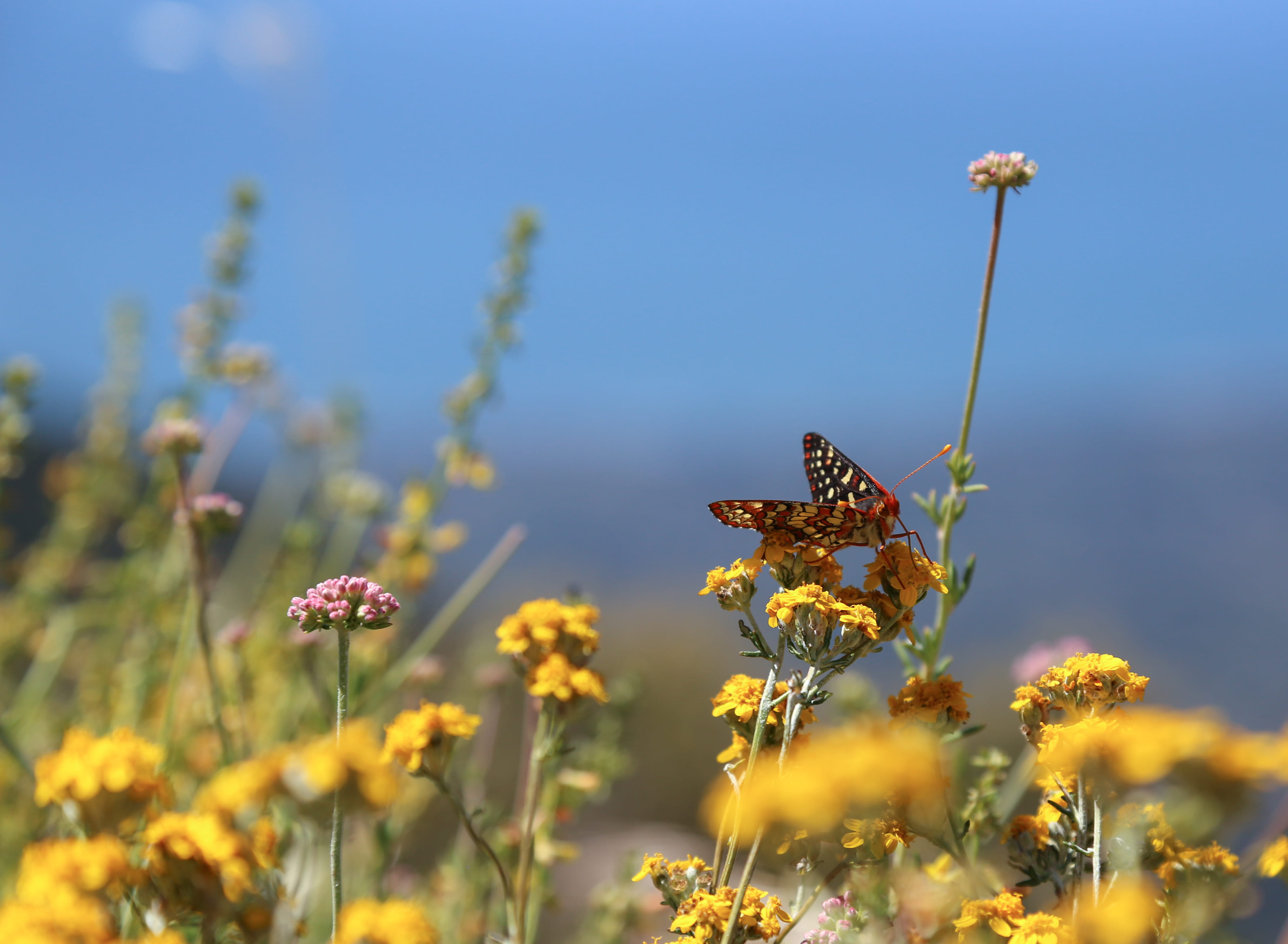 flowering plant, outdoors, land, flower, plant stem, beauty in nature, freshness, butterfly, field, flower head, moth, selective focus, nature, fragility, HD Wallpaper