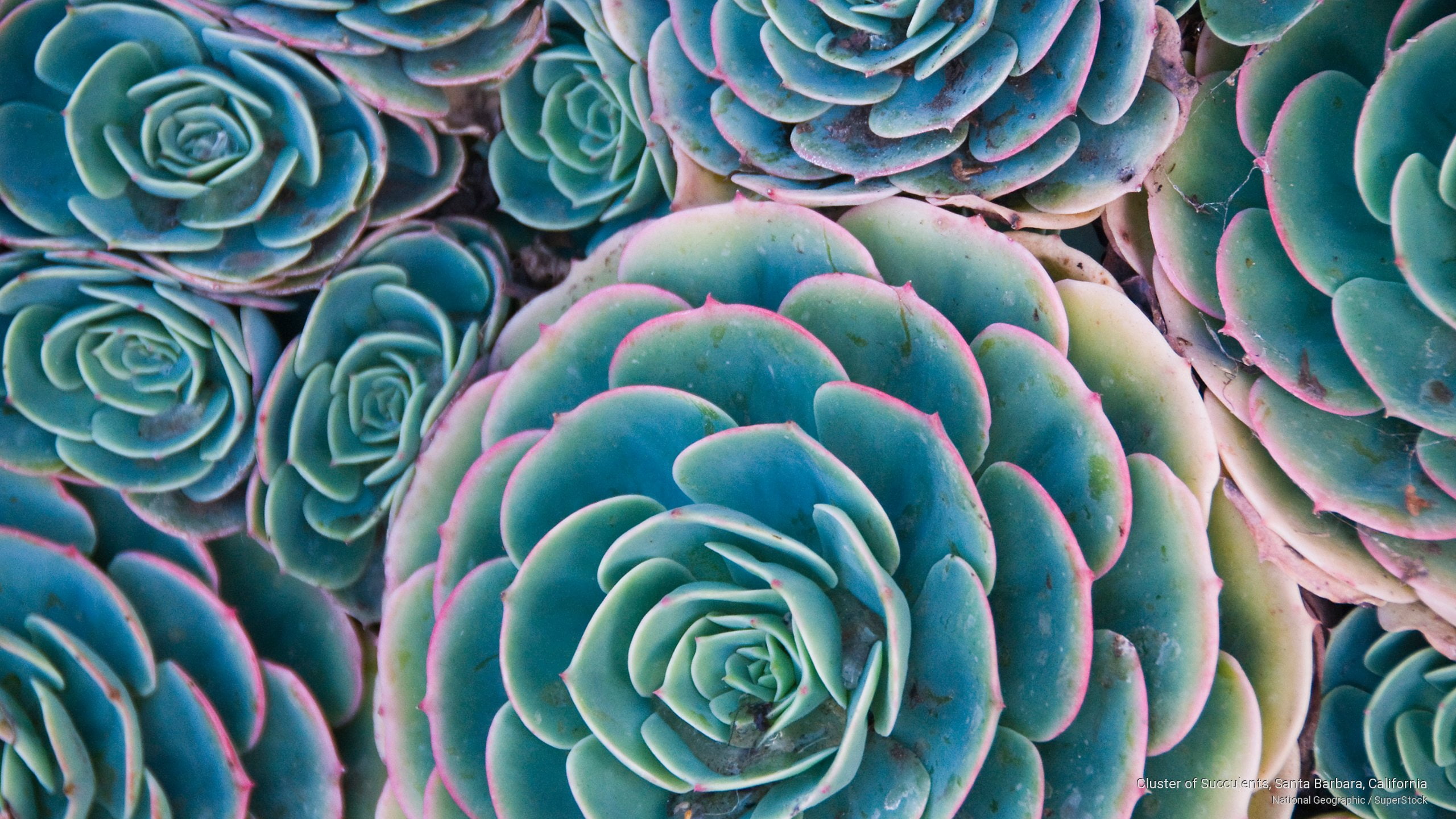 cluster, succulents, santa, barbara, 2K, california, Flowers/Gardens, HD Wallpaper