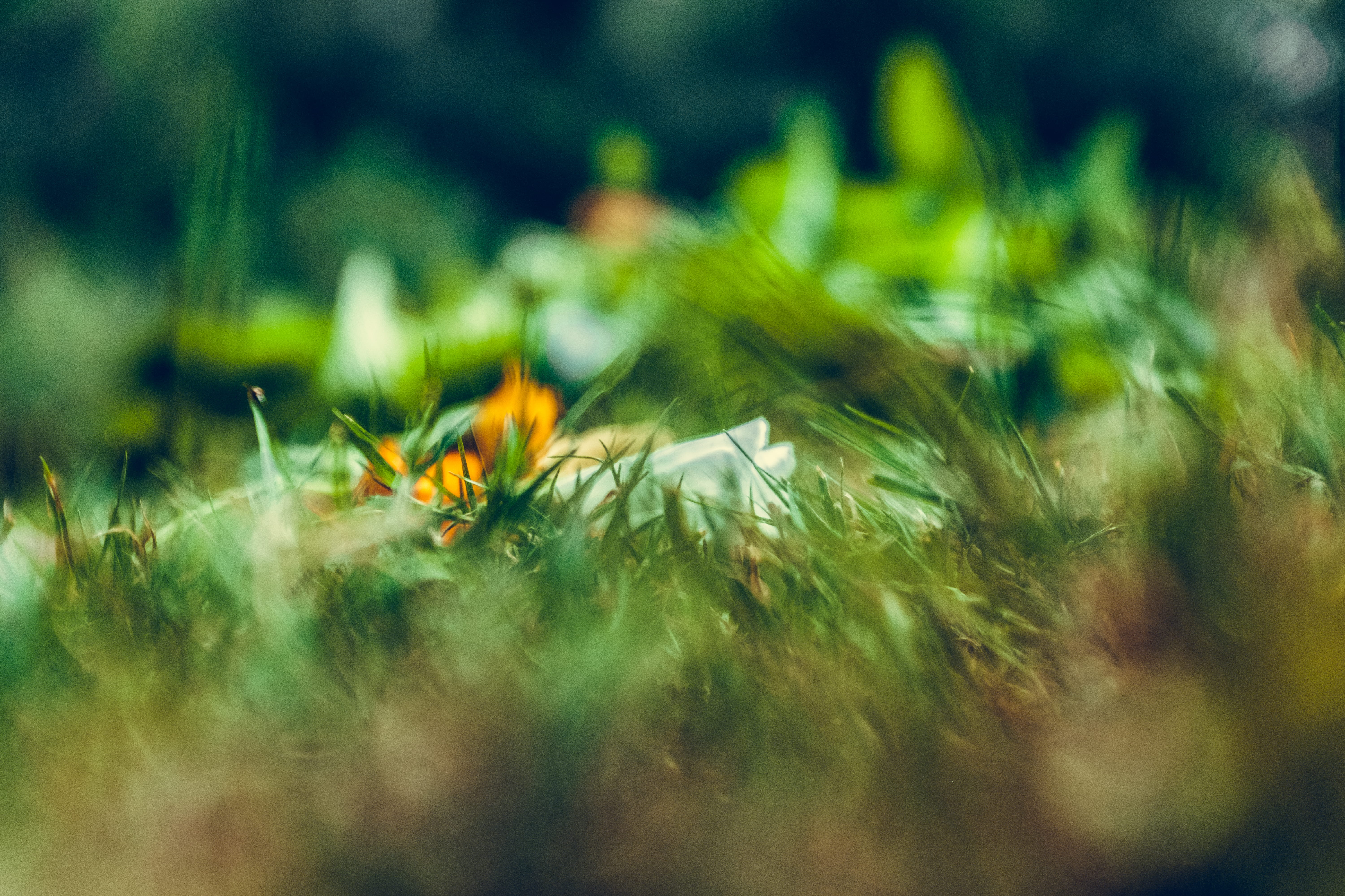 blur, selective focus, blury, freshness, green color, effect, field, vulnerability, day, tranquility, closeup, 5K, growth, fragility, no people, geen, HD Wallpaper