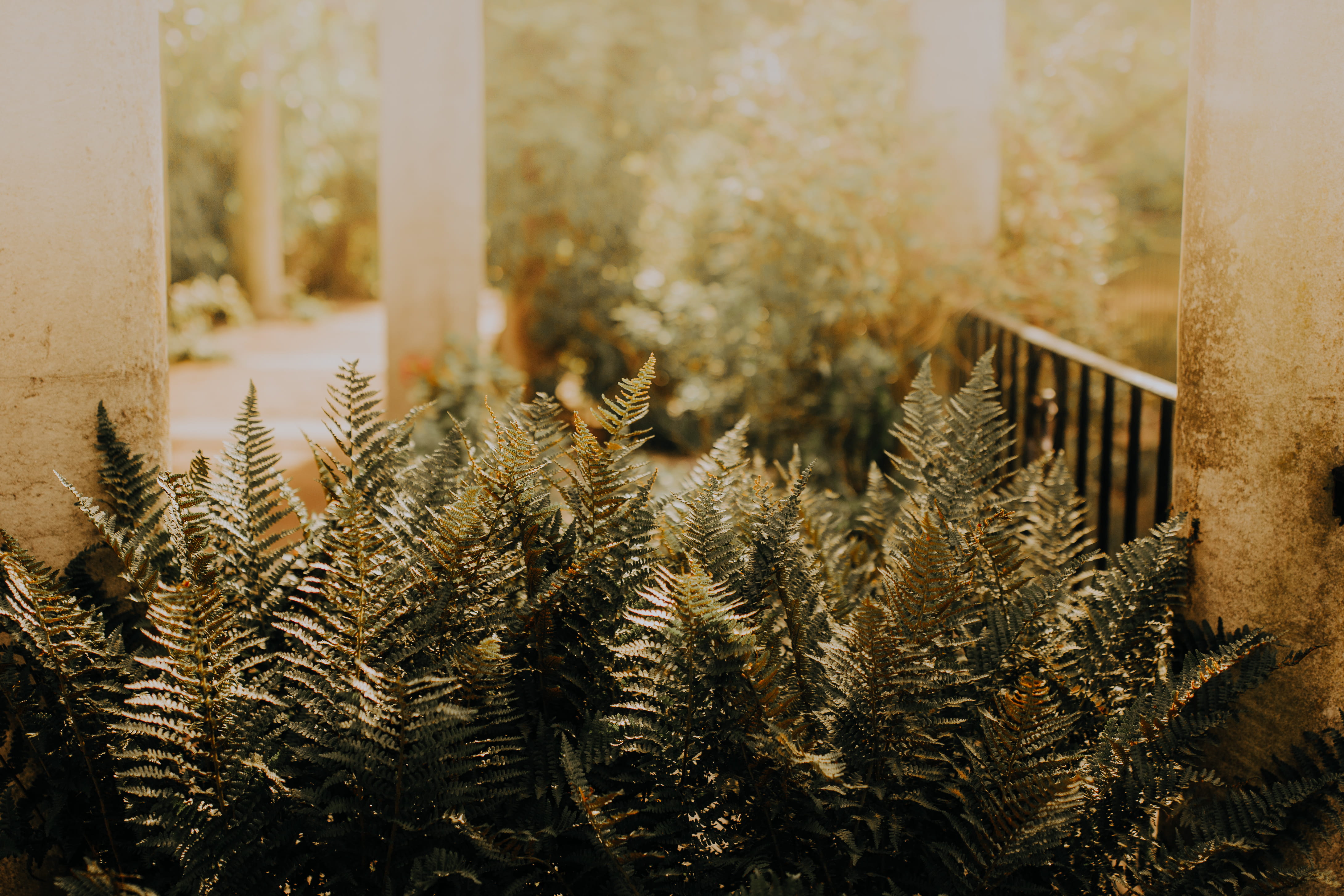 leaf, green color, land, geen, abies, plant, close-up, flower, coniferous tree, sunlight, no people, flare, floral, day, bush, white, moss, outdoors, nature, HD Wallpaper