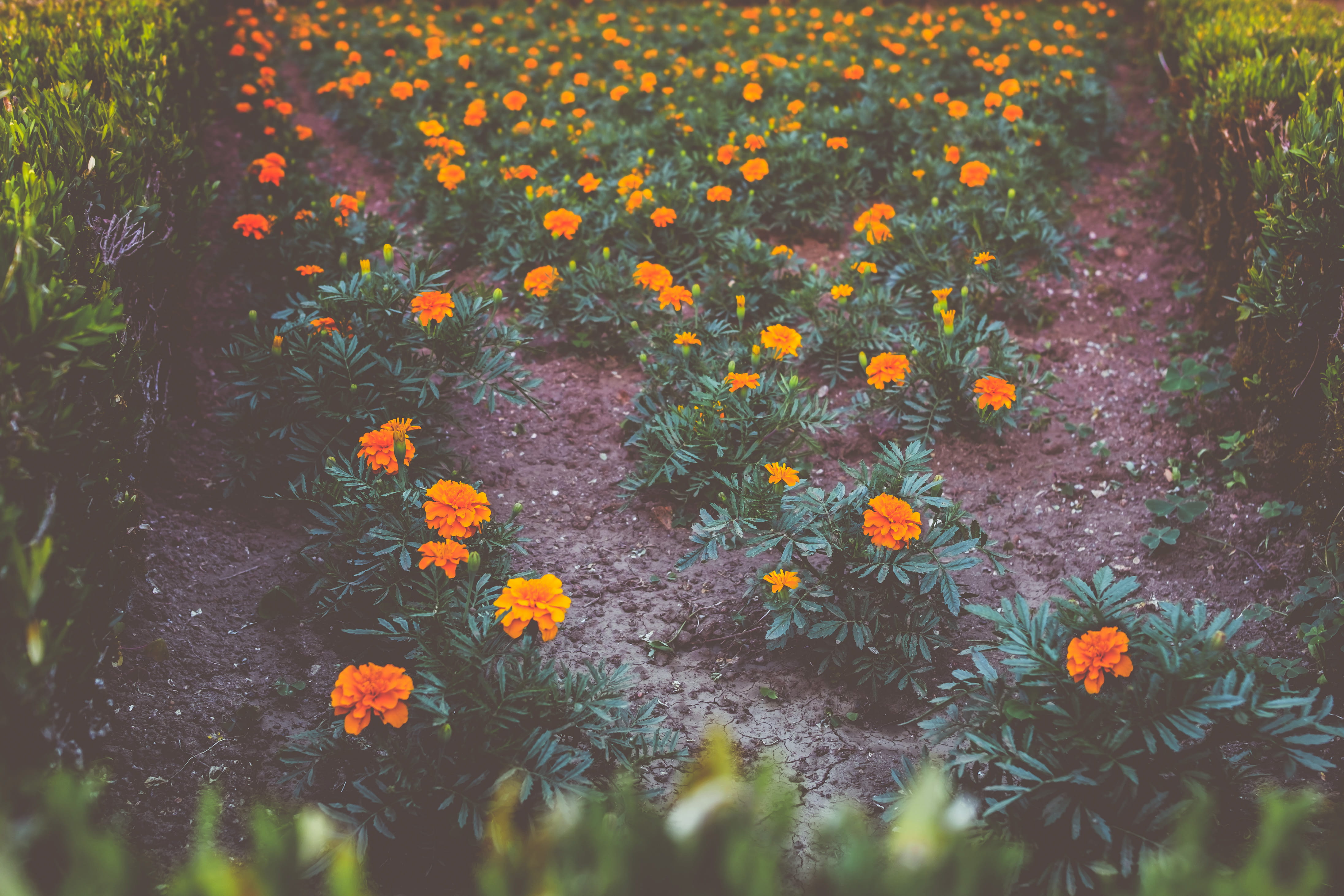 land, portugal, garden, field, mafra, flowering plant, outdoors, growth, day, 4K, flowerbed, freshness, close-up, no people, petal, selective focus, flower, HD Wallpaper